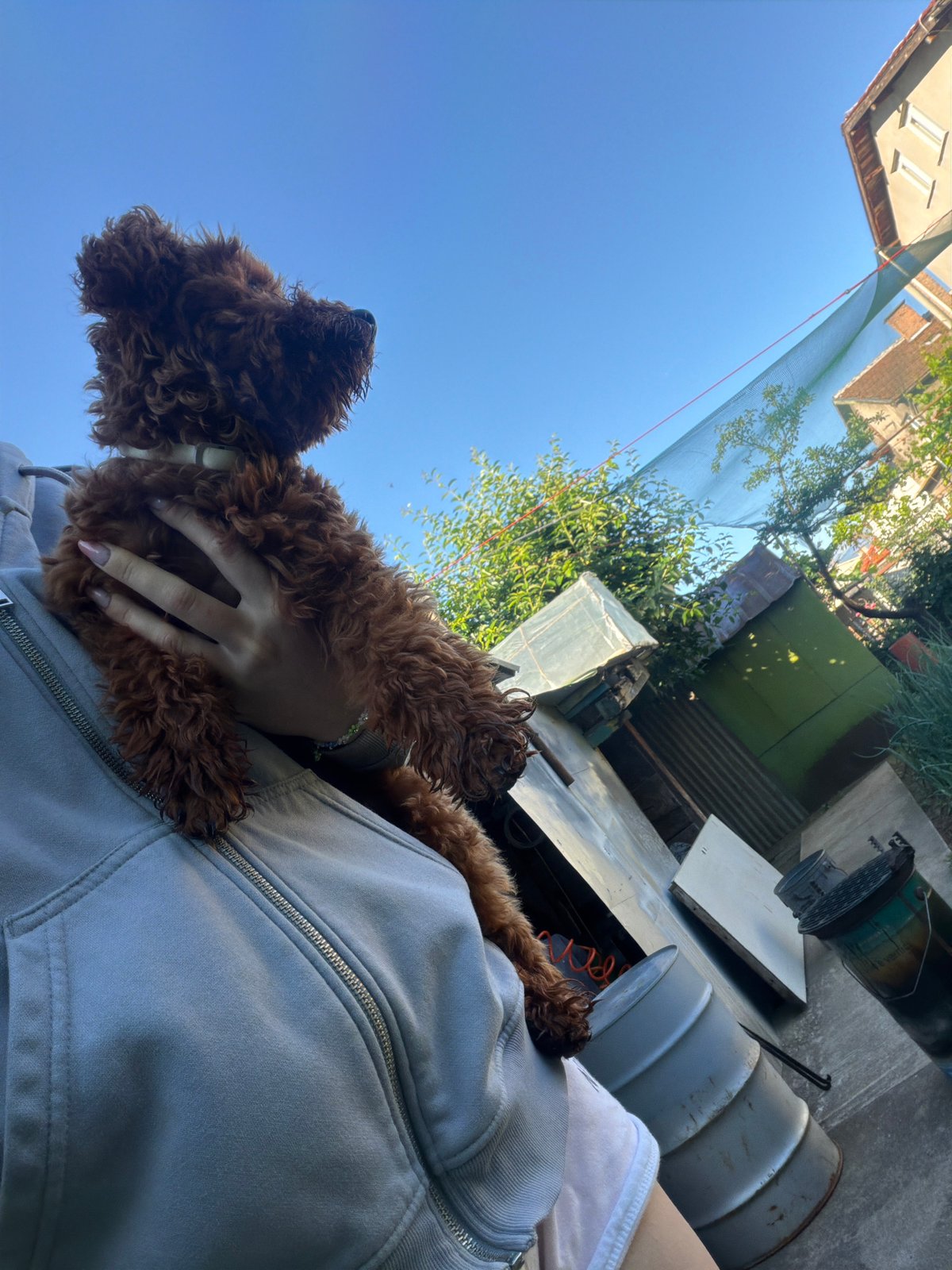 Morning playtime with a curly-haired poodle in Sofia backyard