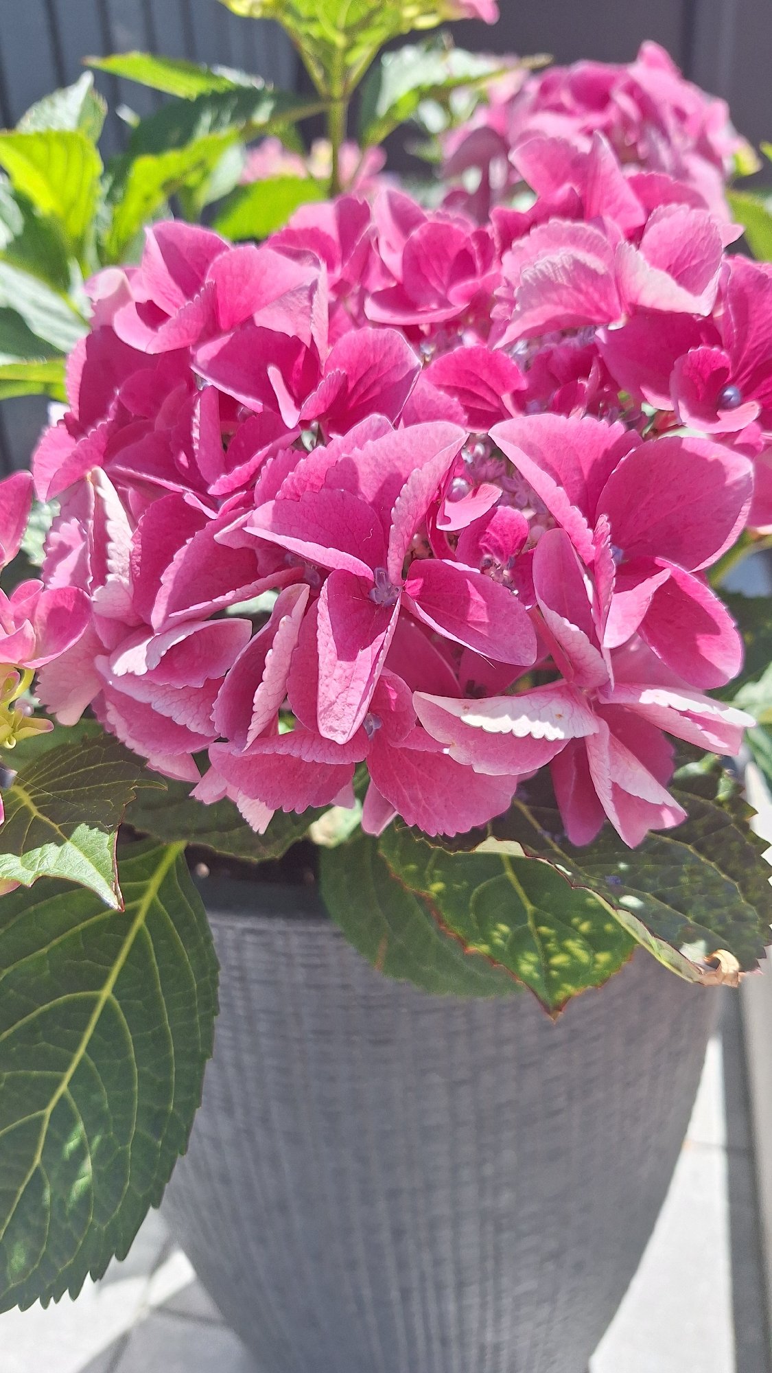 Cats napping and hydrangeas blooming on a quiet afternoon