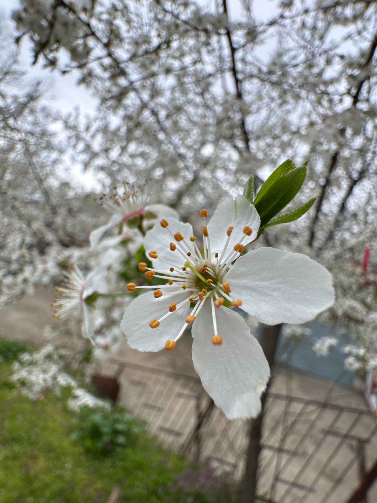Spring morning scenes captured in Ruse, Bulgaria