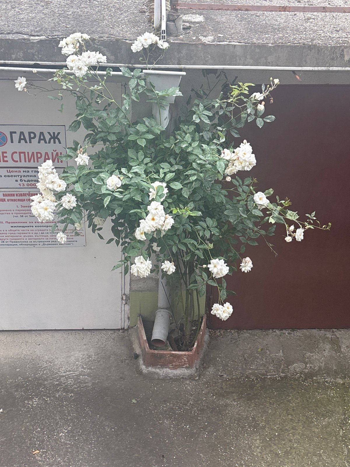 Casual afternoon moments documented around Pazardzhik, Bulgaria