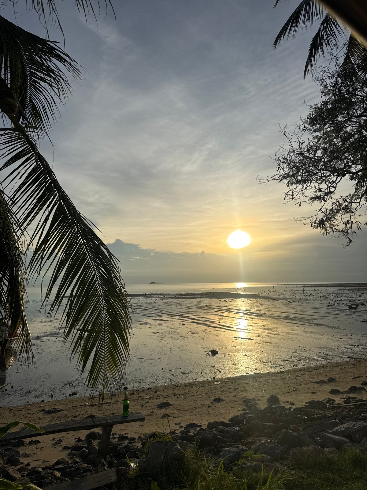 Sunset light and palm silhouettes on Koh Phangan's shore