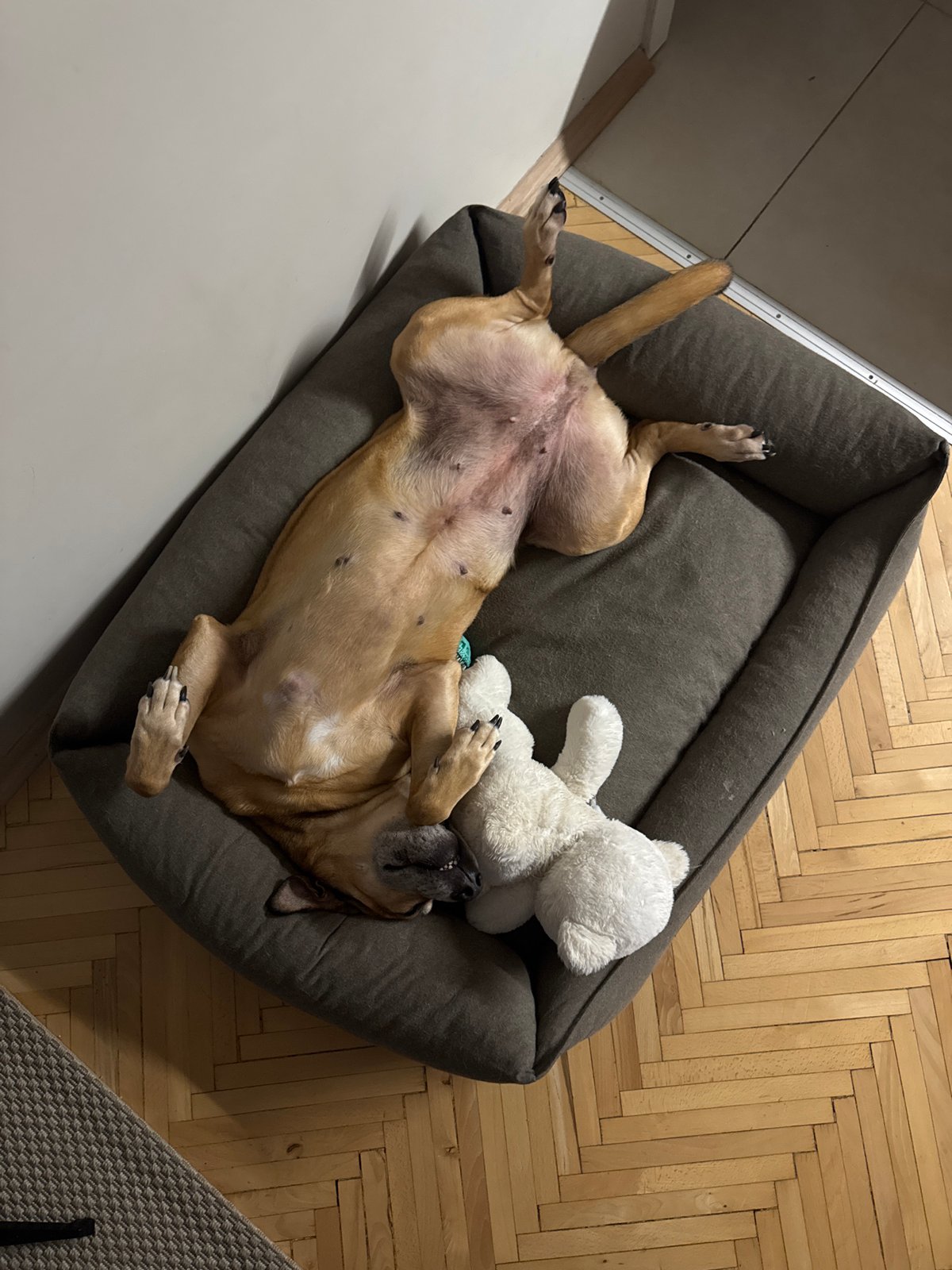Tan dog naps belly-up with a stuffed bear in Sofia