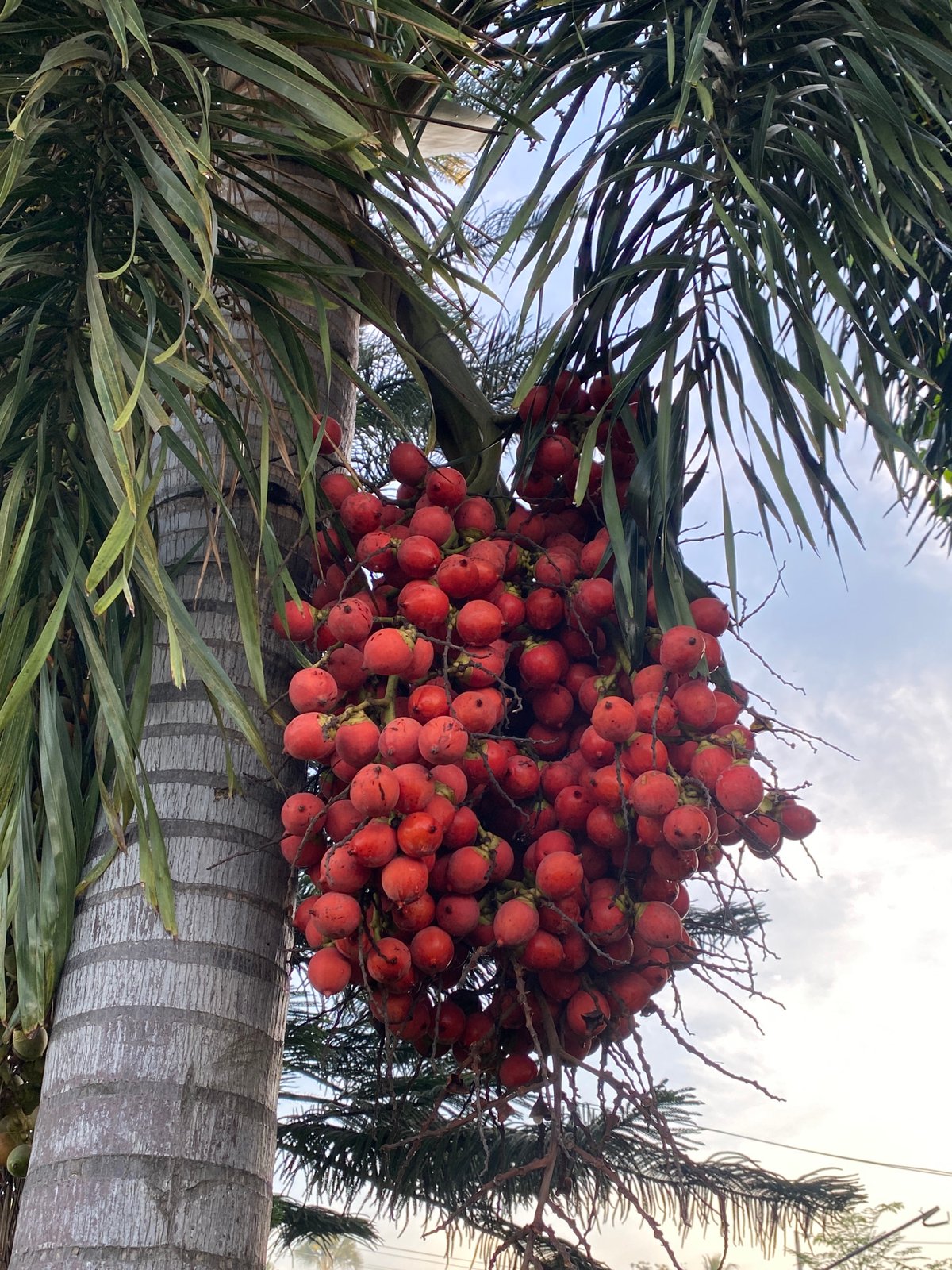 Evening botanical documentation captures Davao City's tropical flora and streets