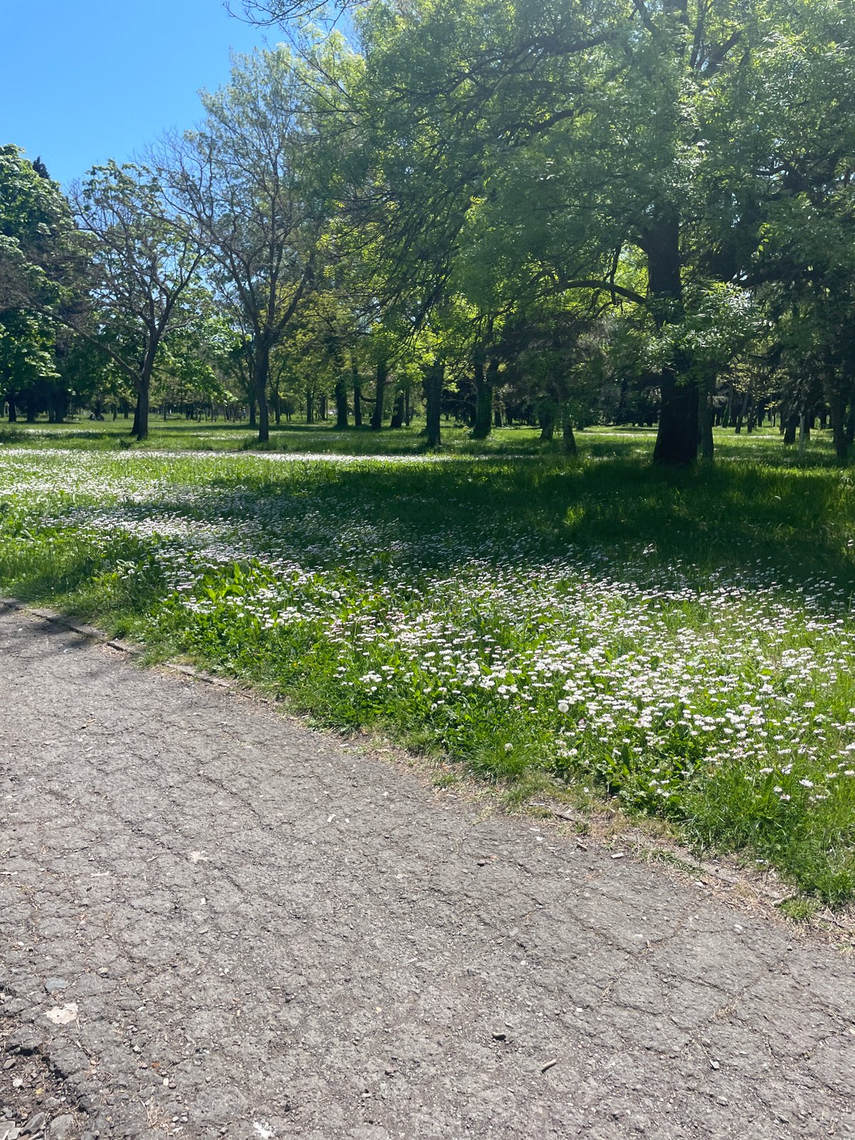Spring morning scenes captured at Burgas park with equestrian statue