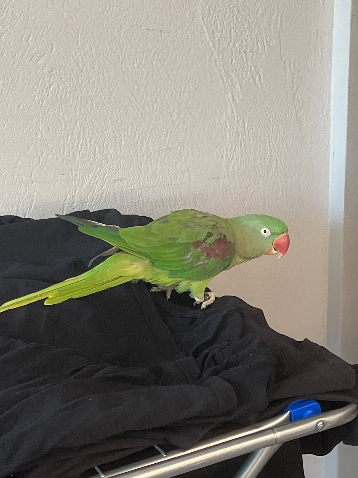 Green ringneck parrot at home in Pazardzhik, Bulgaria