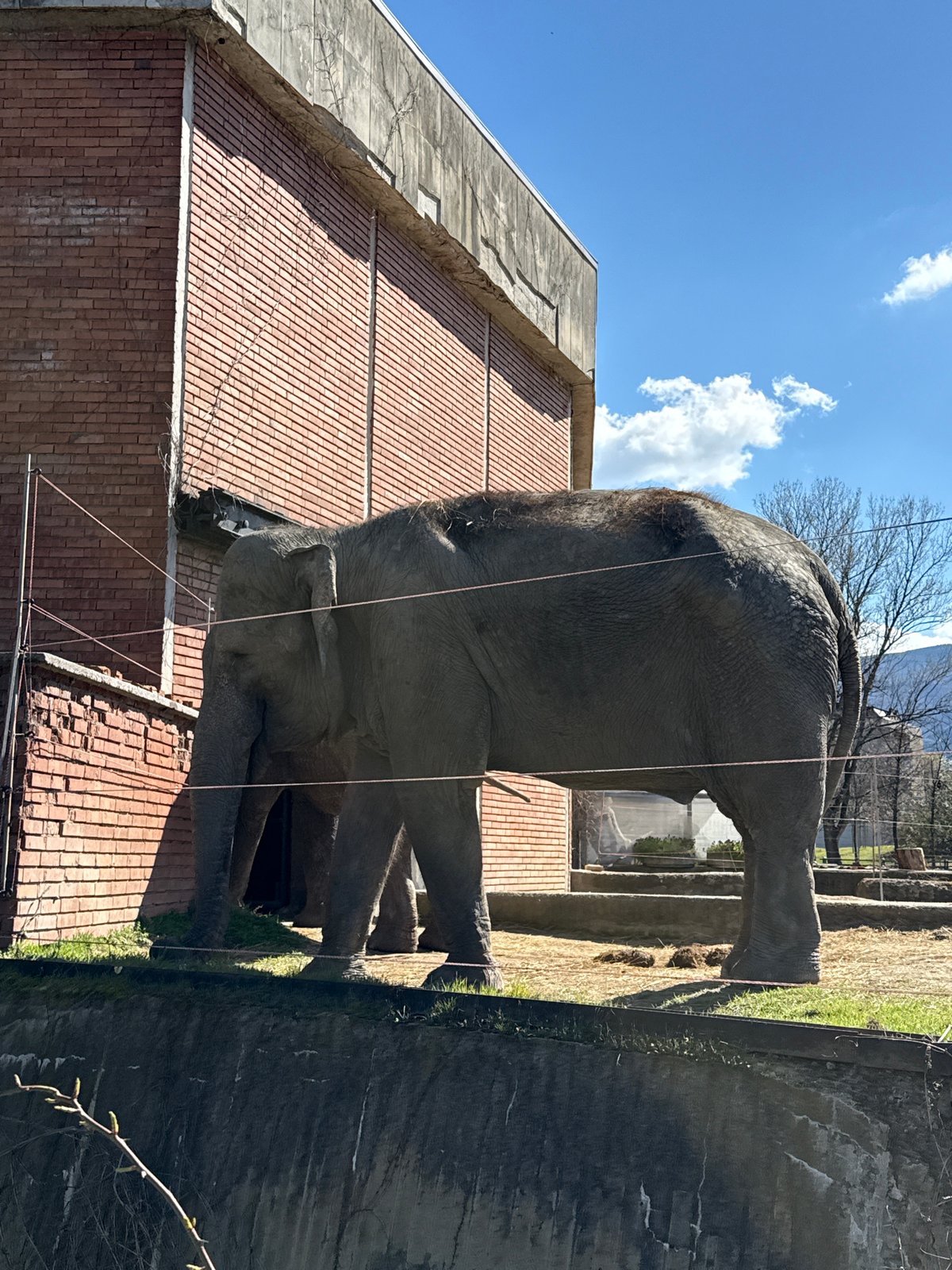 Elephant and camel spotted at Sofia zoo facility