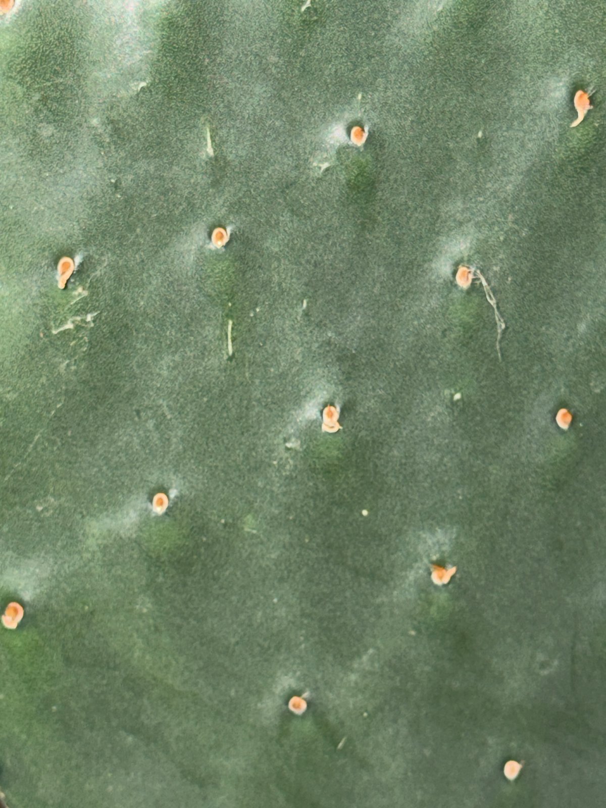 Montreal resident documents indoor succulent collection during nighttime session