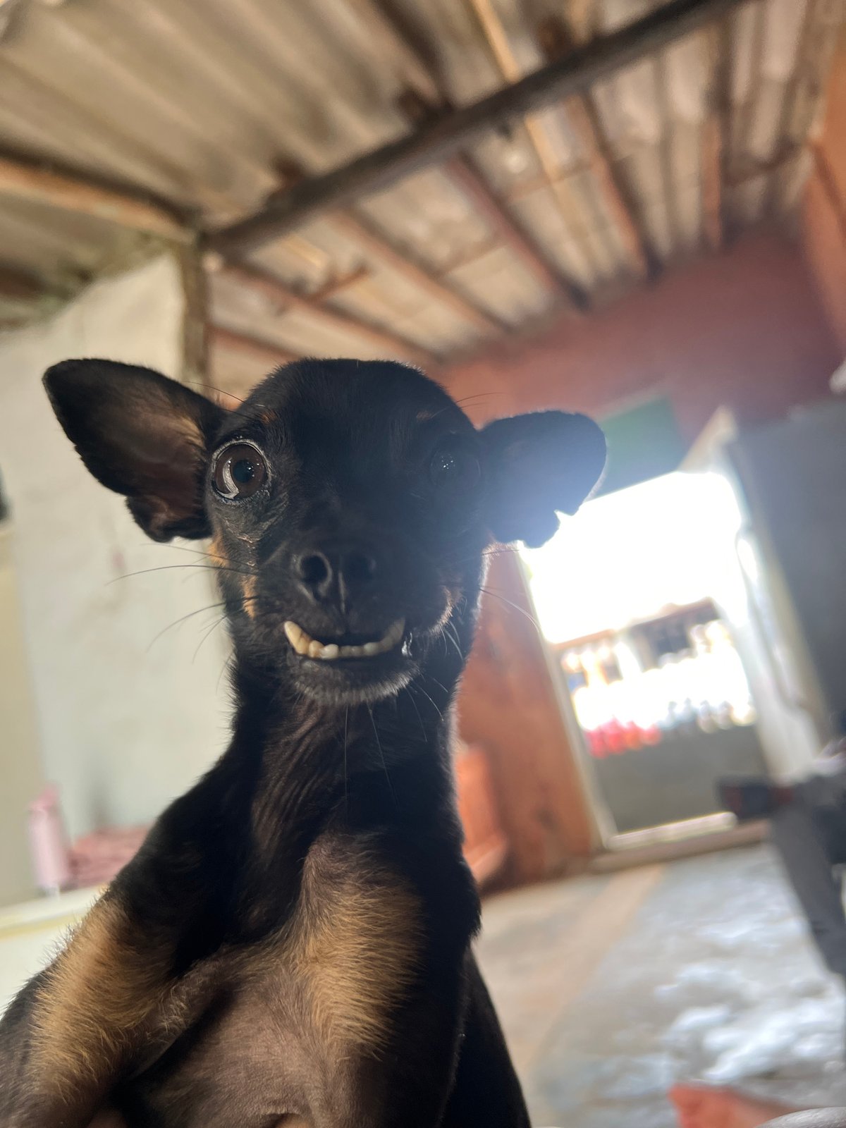 Afternoon with energetic small dog in Juan Griego home