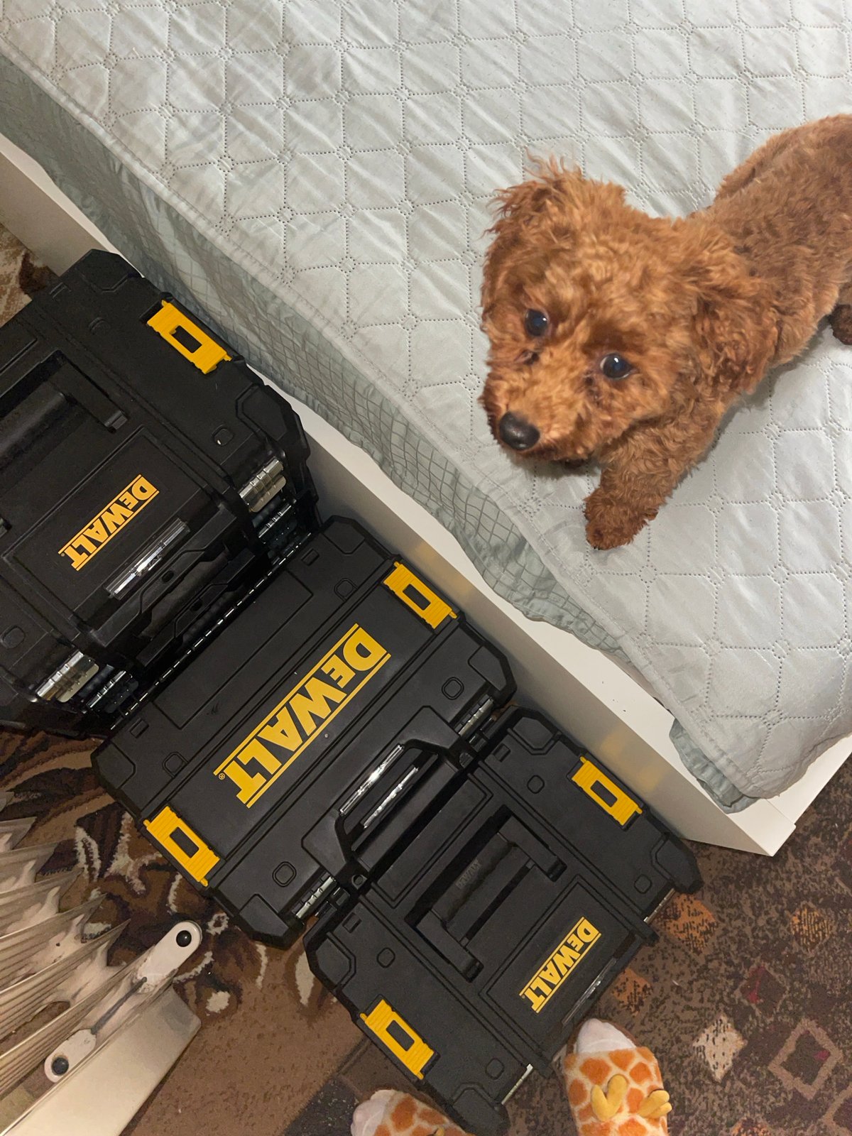 Poodle coaxed down from toolbox stack in Sofia bedroom