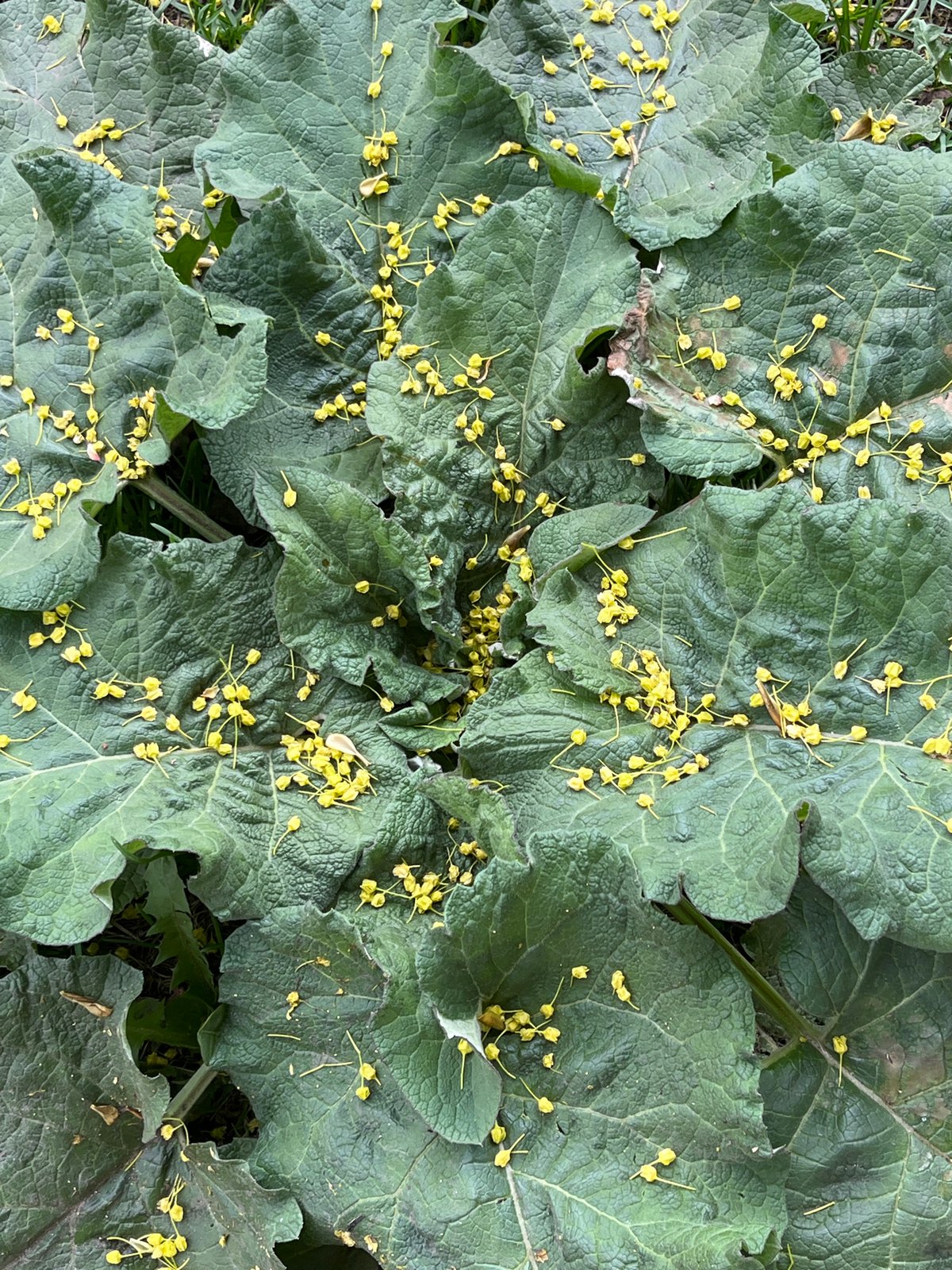 Green leaves with yellow flowers observed in Saint Petersburg