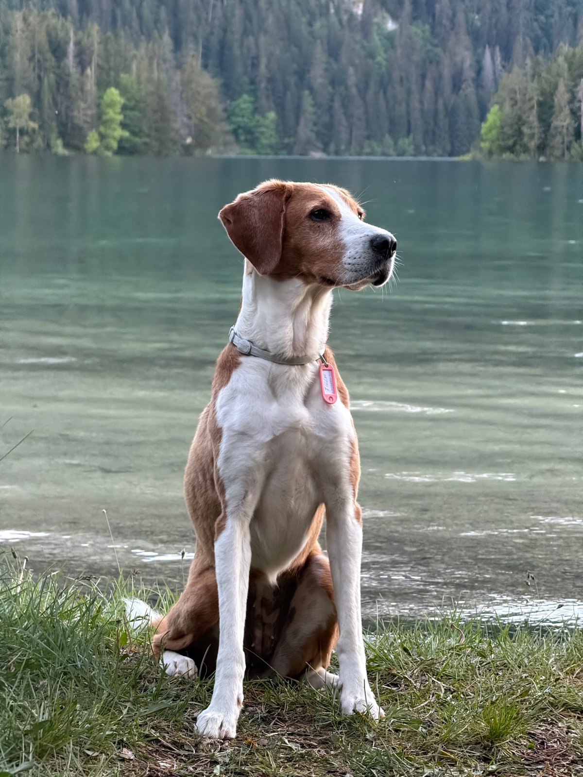 Dog sits by mountain lake in Pitomine, Montenegro