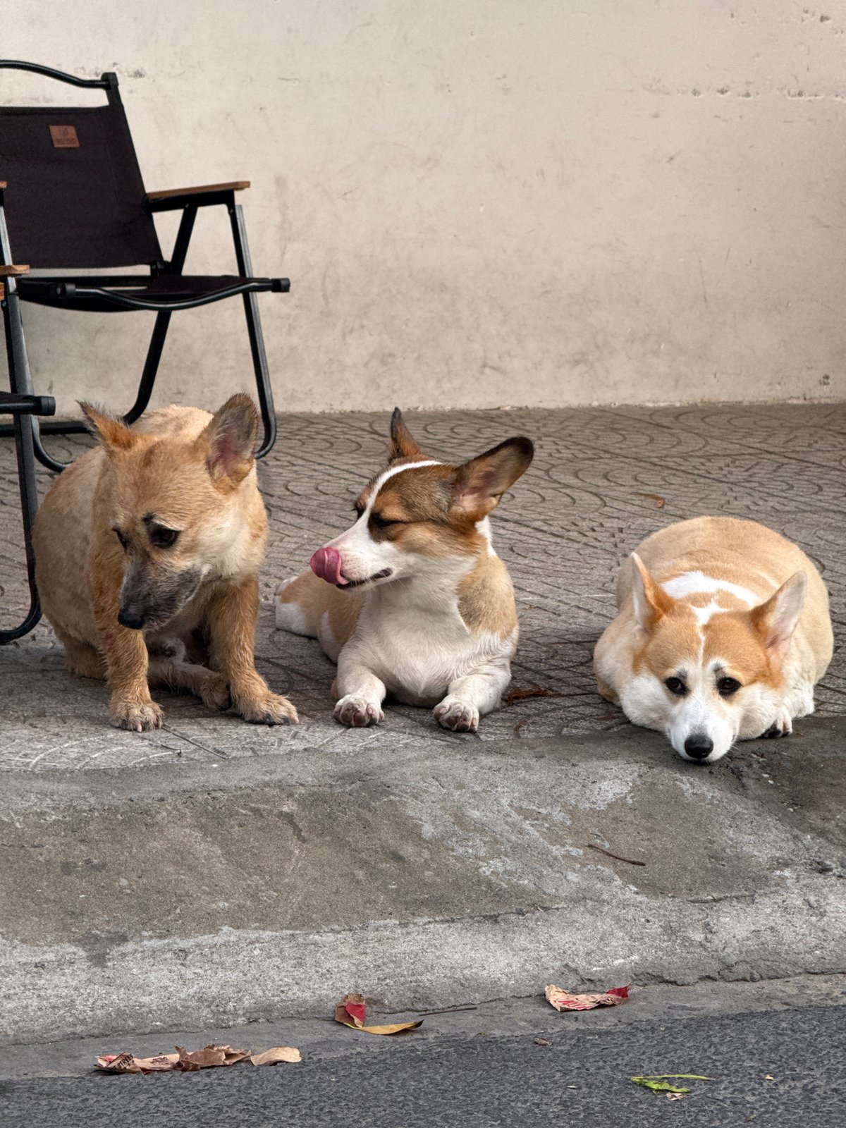 Three dogs chilling at a beachside spot in Đà Nẵng