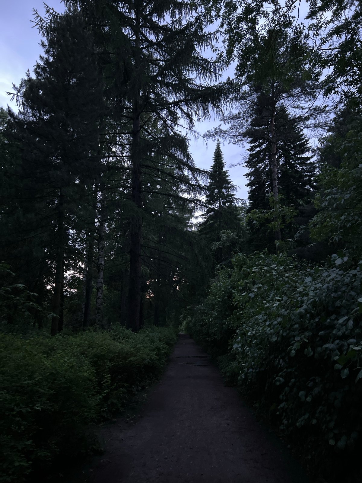 Evening forest walk captured on Saint Petersburg trail
