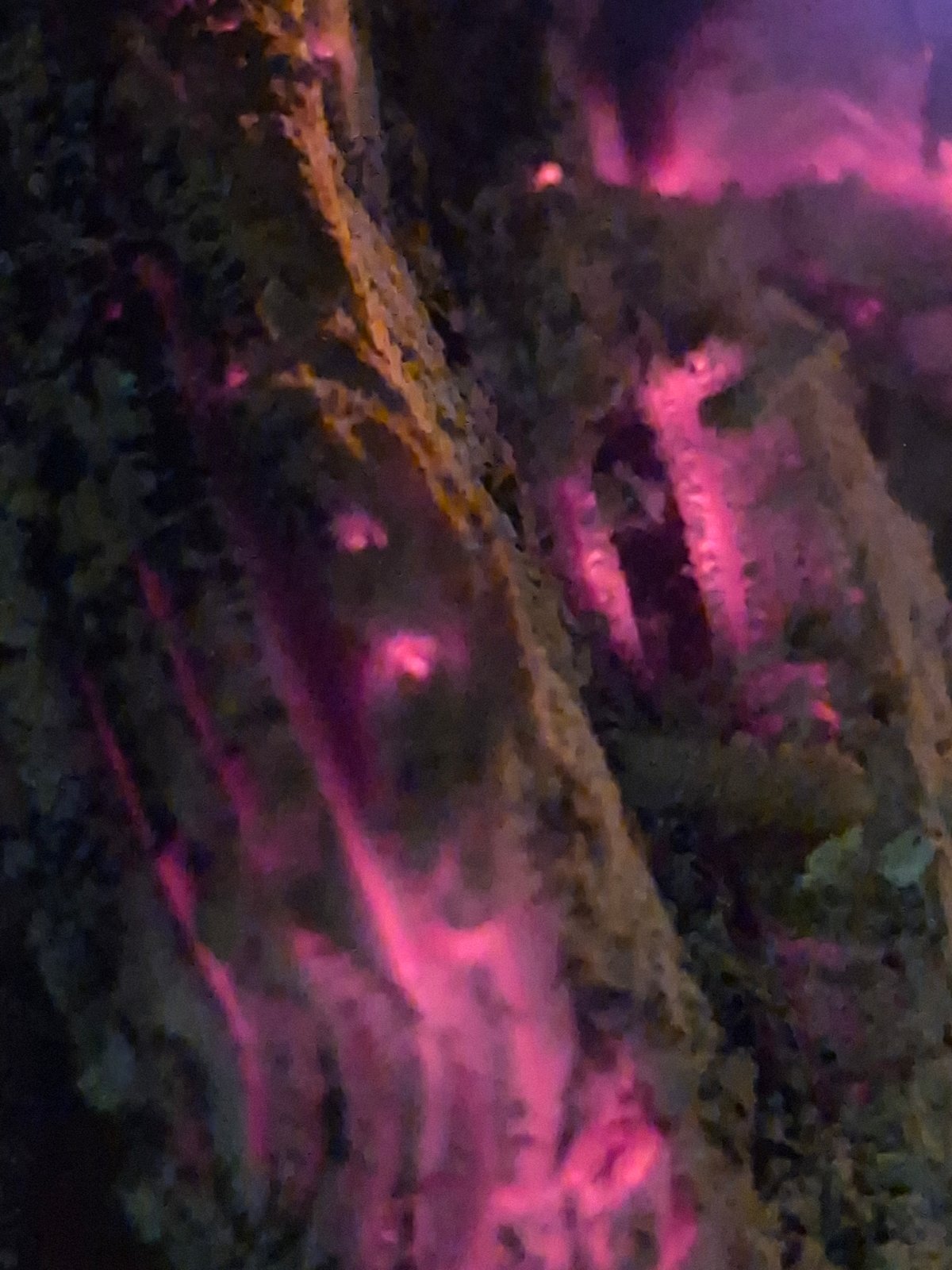 Natural texture glowing under pink and purple light in Estonia
