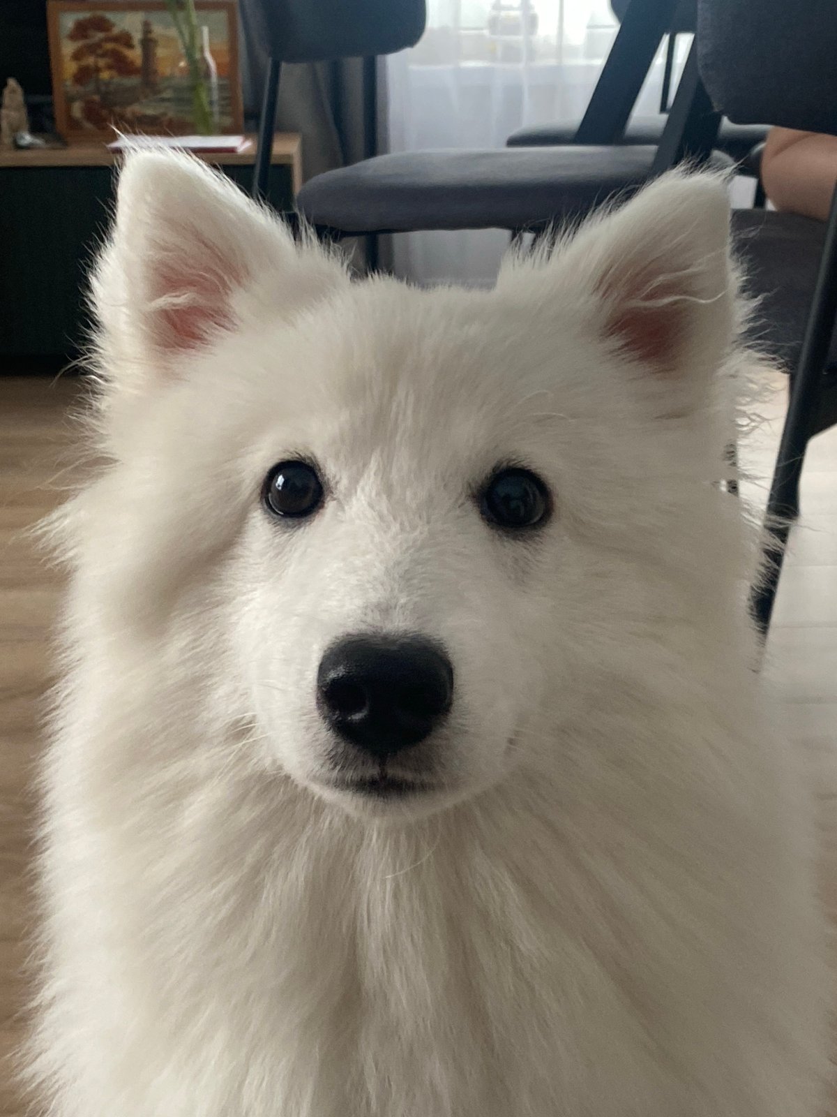 Fluffy Samoyed plays key trick on Moscow apartment floor