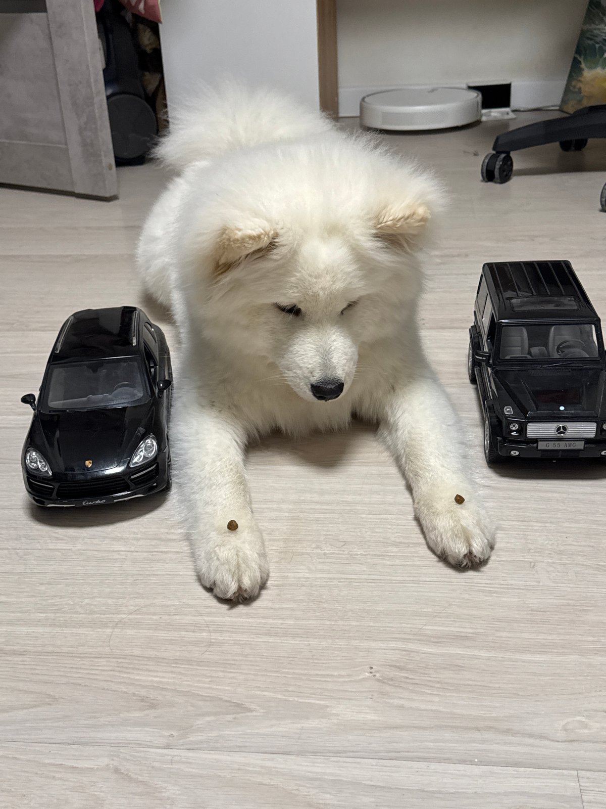 Woman and Samoyed puppy share playful moments in Chaikovsky
