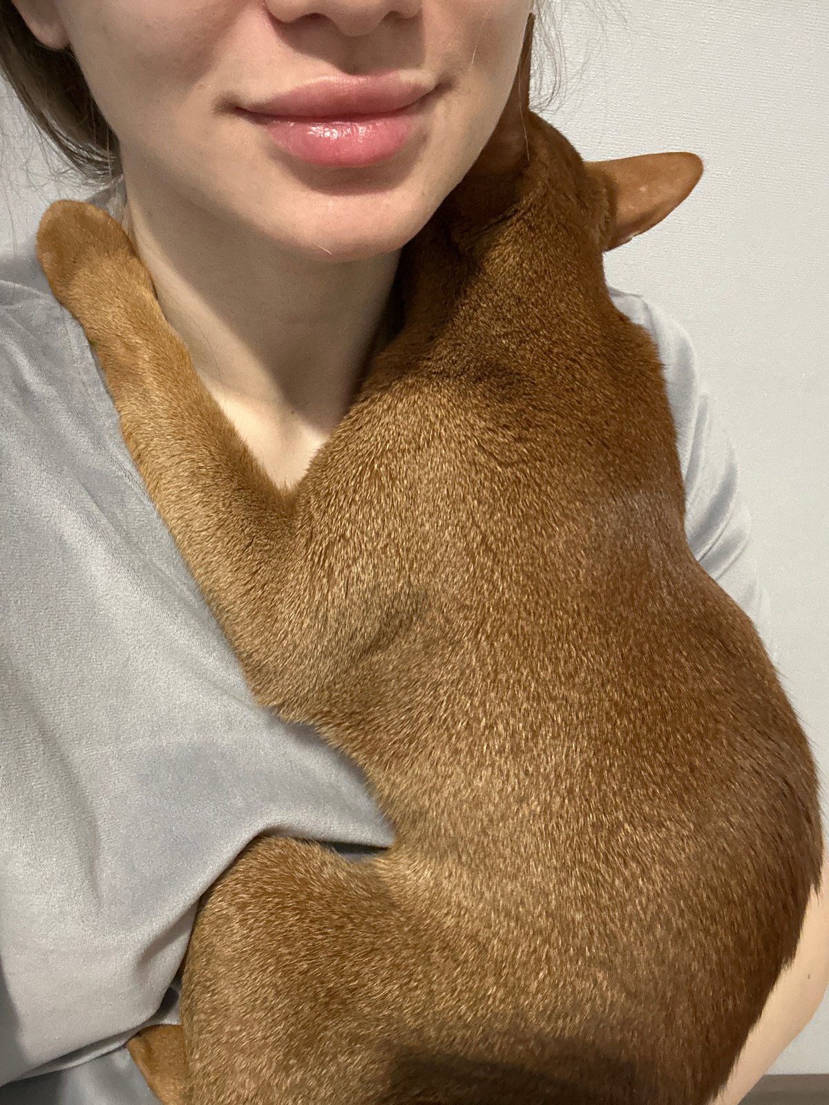 Woman spends quiet morning with Abyssinian cat in Kazan
