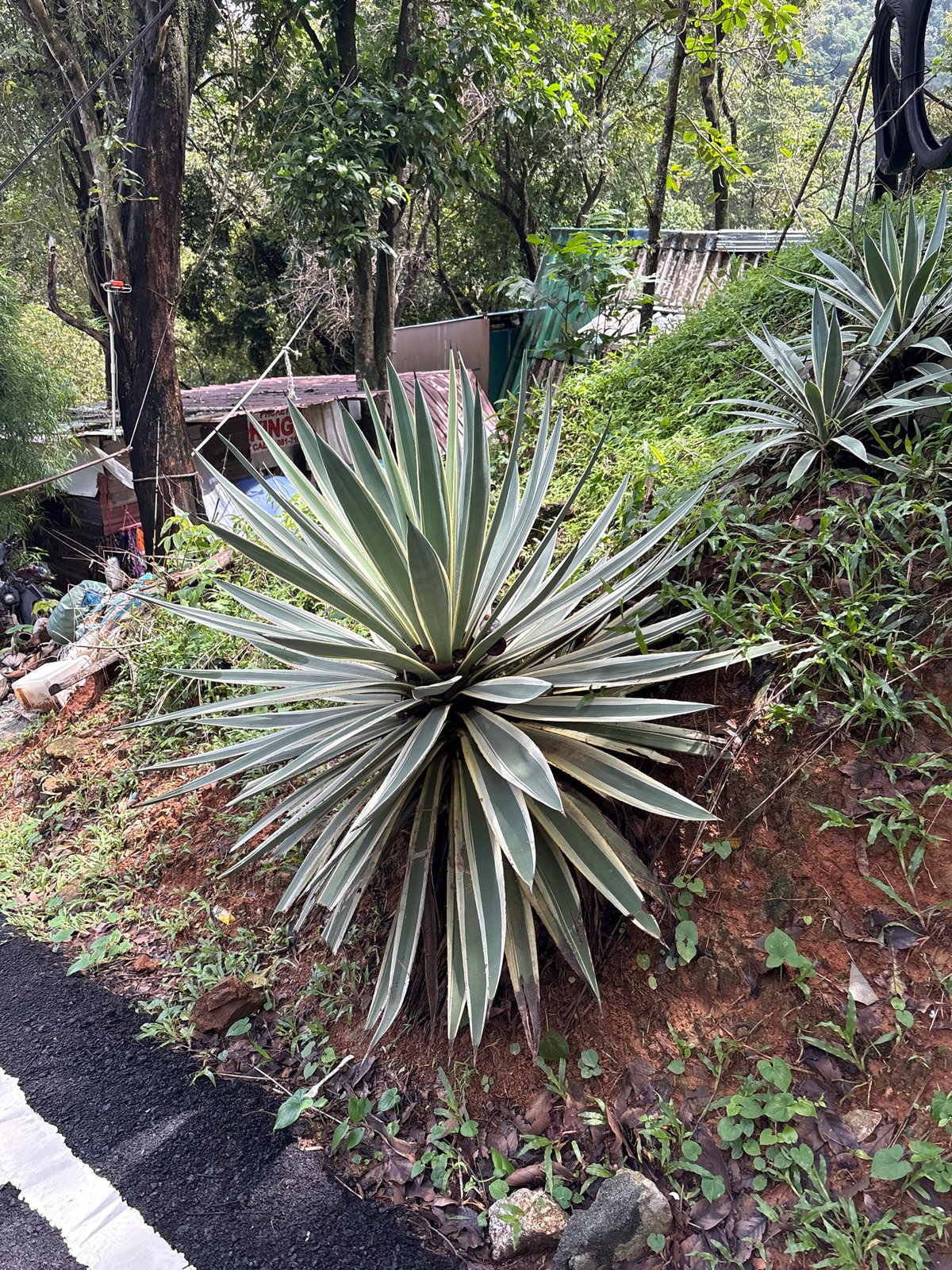 Morning walk through tropical Karon captures local flora and life