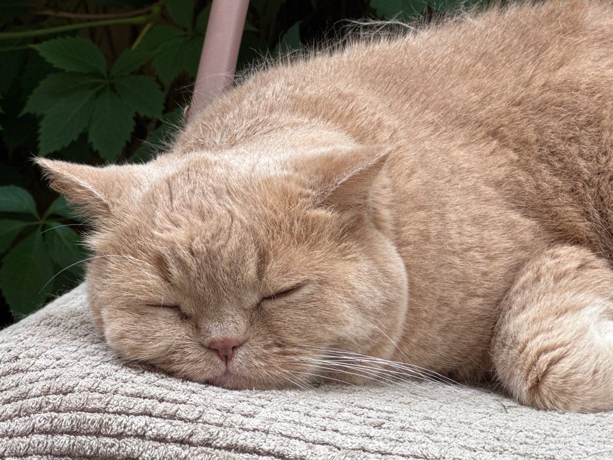 Backyard picnic with ginger cat supervising the festivities