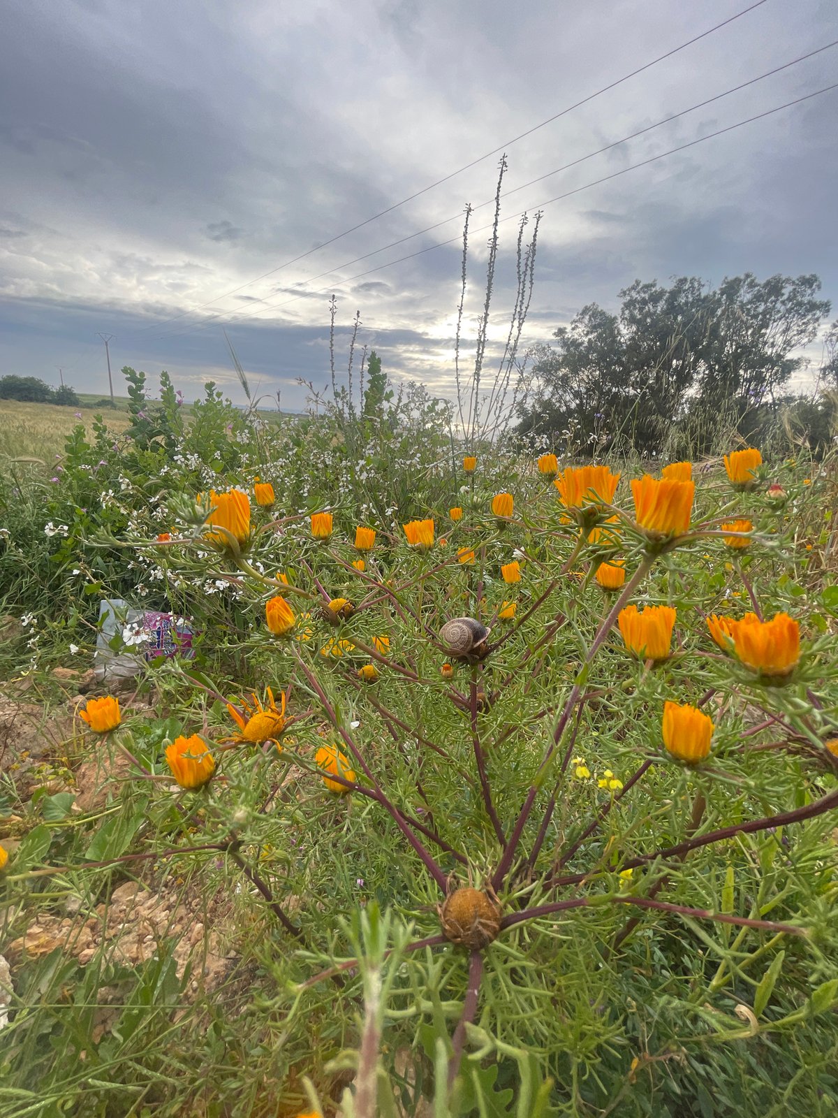 Orange wildflower field blooms in Ahrara, Morocco