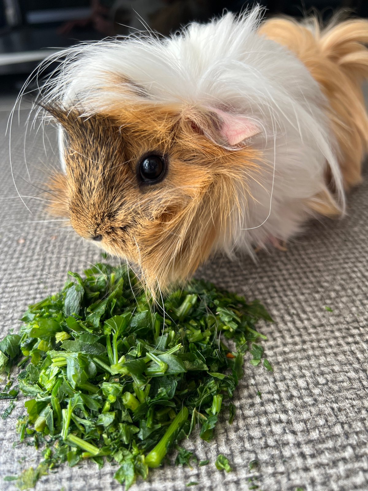 Guinea pig snack time and a stovetop stir-fry in Bitonto