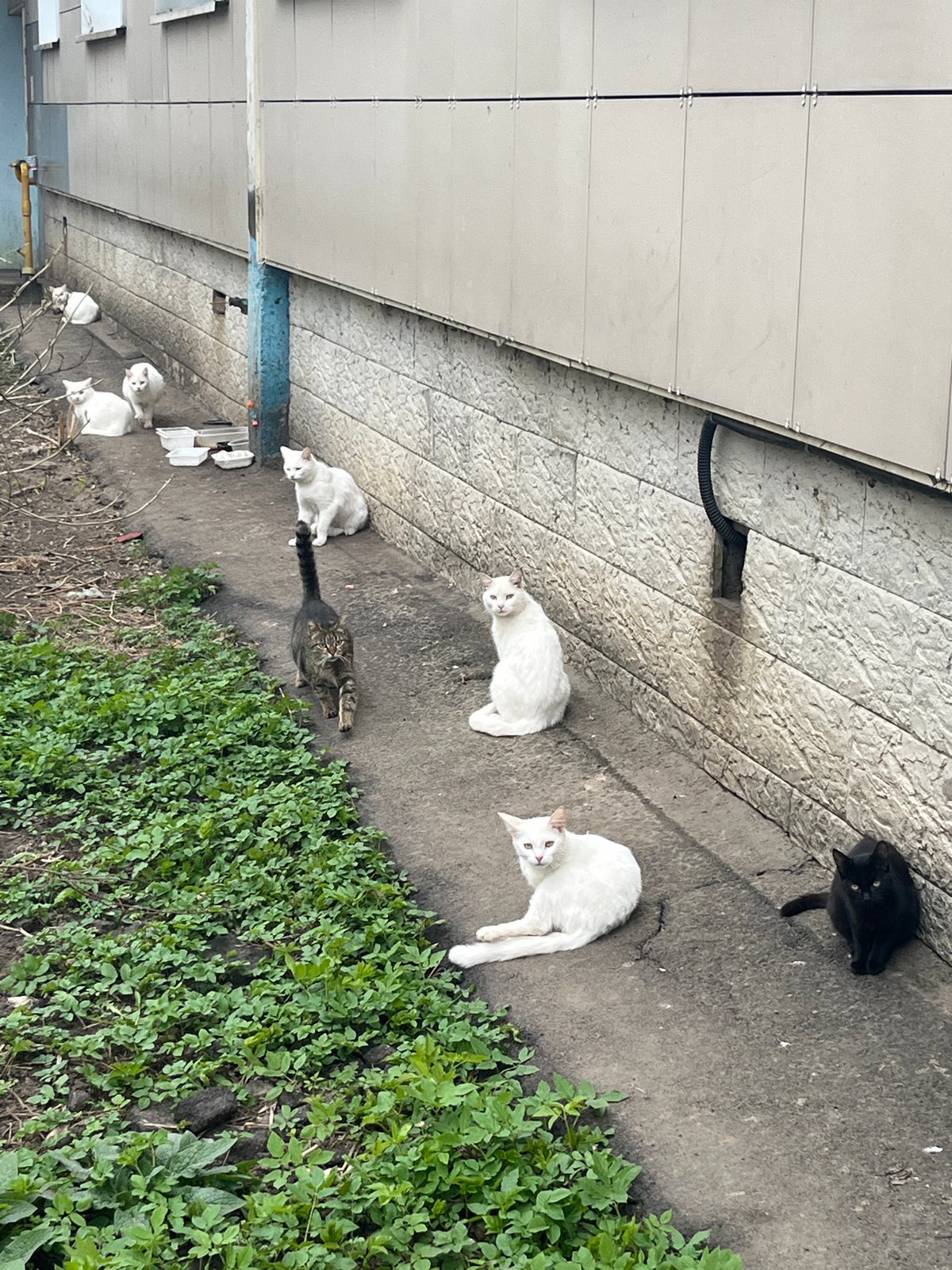 Cats and ducks gather along building walkway in Klin