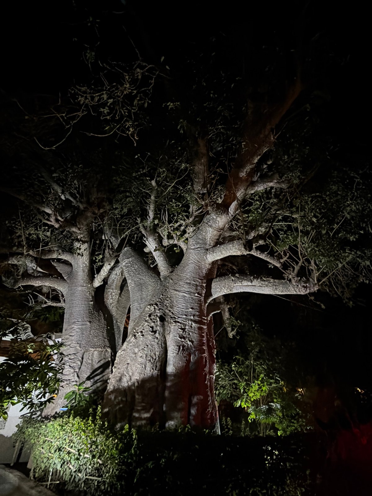 Large baobab tree found fallen in Pemba, Mozambique