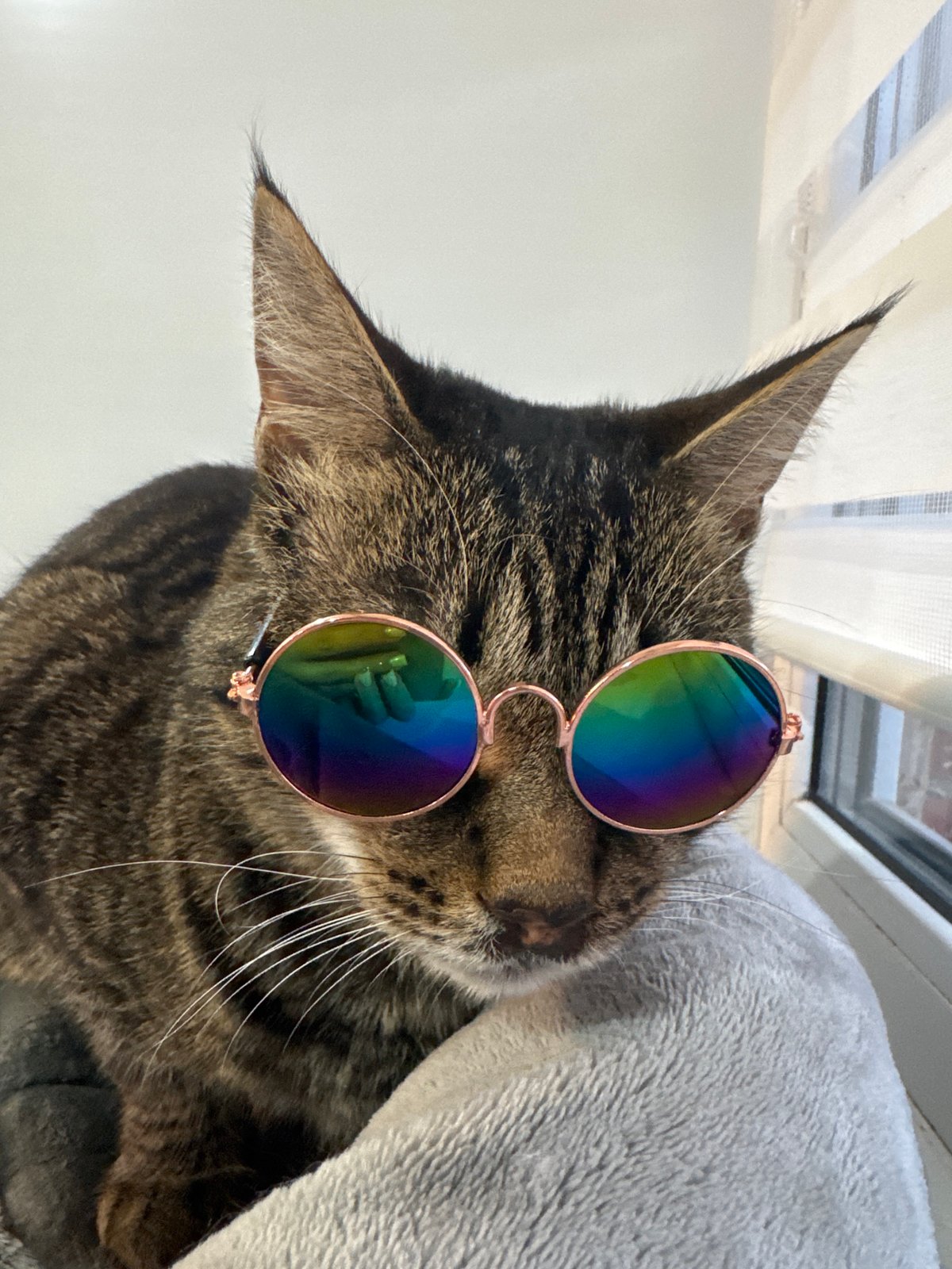 Cat in Rainbow Sunglasses, Dramatic Sunset Captured in Chernushka