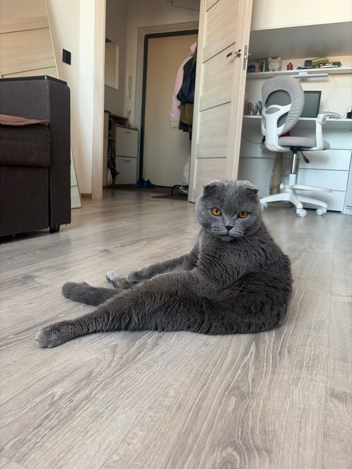 Woman and Scottish Fold cat share quiet apartment moments