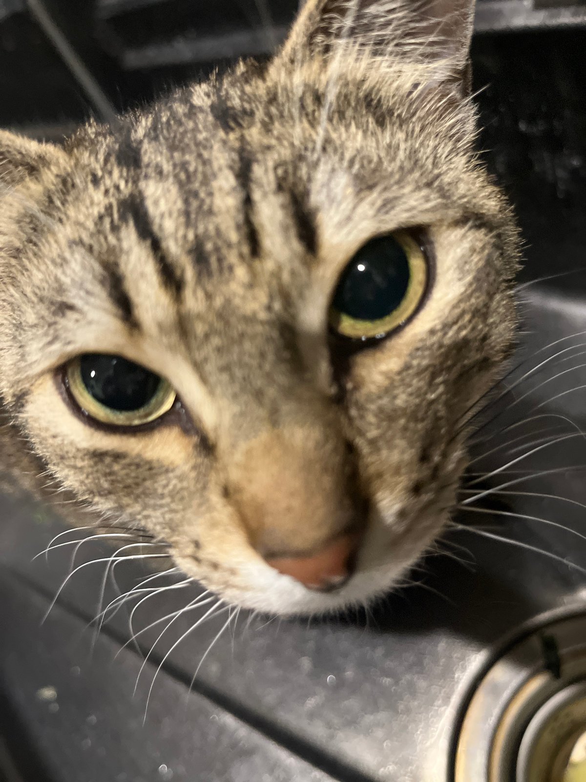 Tabby cat and Easter eggs documented in Russian home