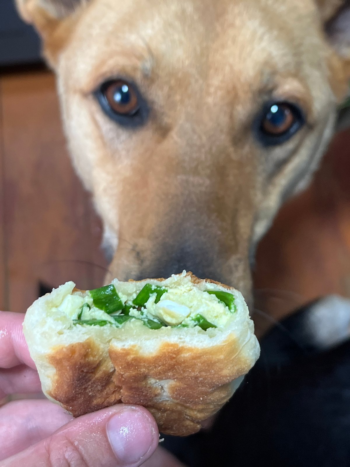 Homemade pirozhki, curious dogs, and a Sphynx cat in Nizhny Tagil