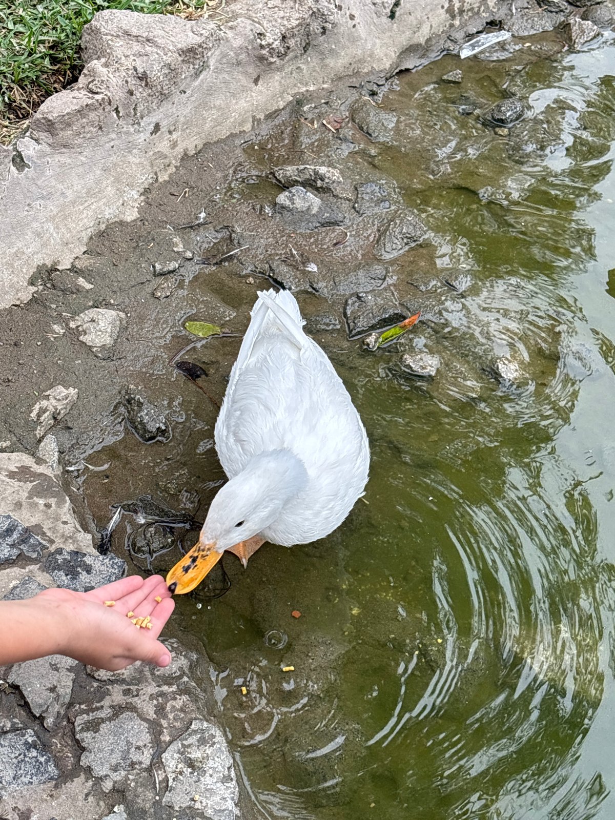 Visitors hand-feed ducks at Lima park pond