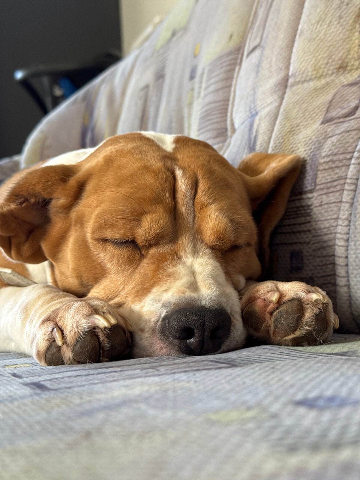Quiet morning moments with pets and daily life in Rusalevka