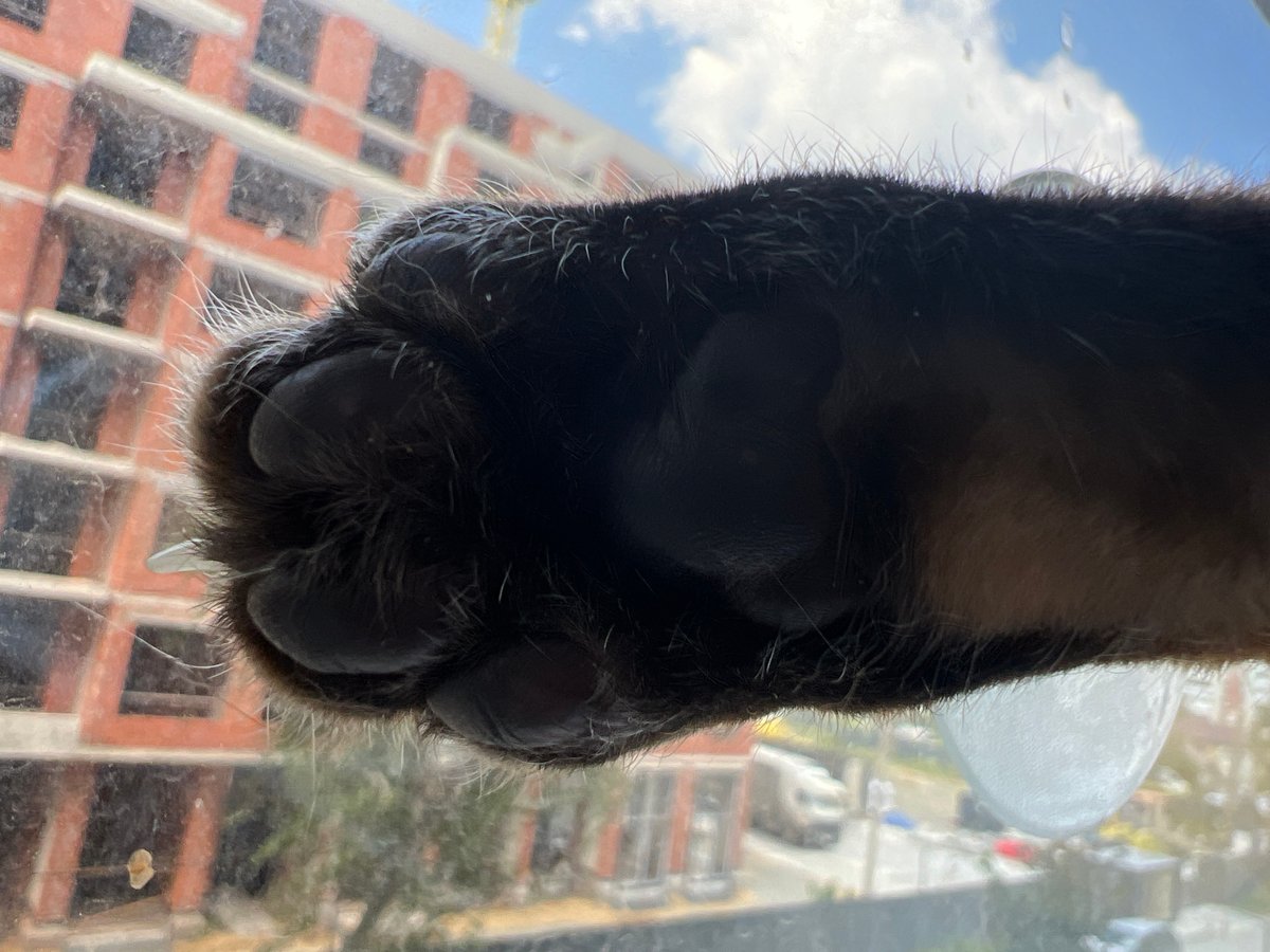 Three cats, three moods — Yekaterinburg morning snapshots