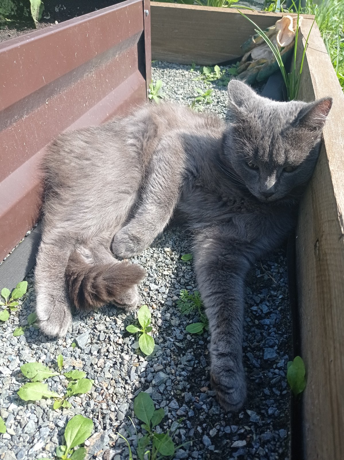 Cats and chainsaw work on a summer morning in Degtyarsk