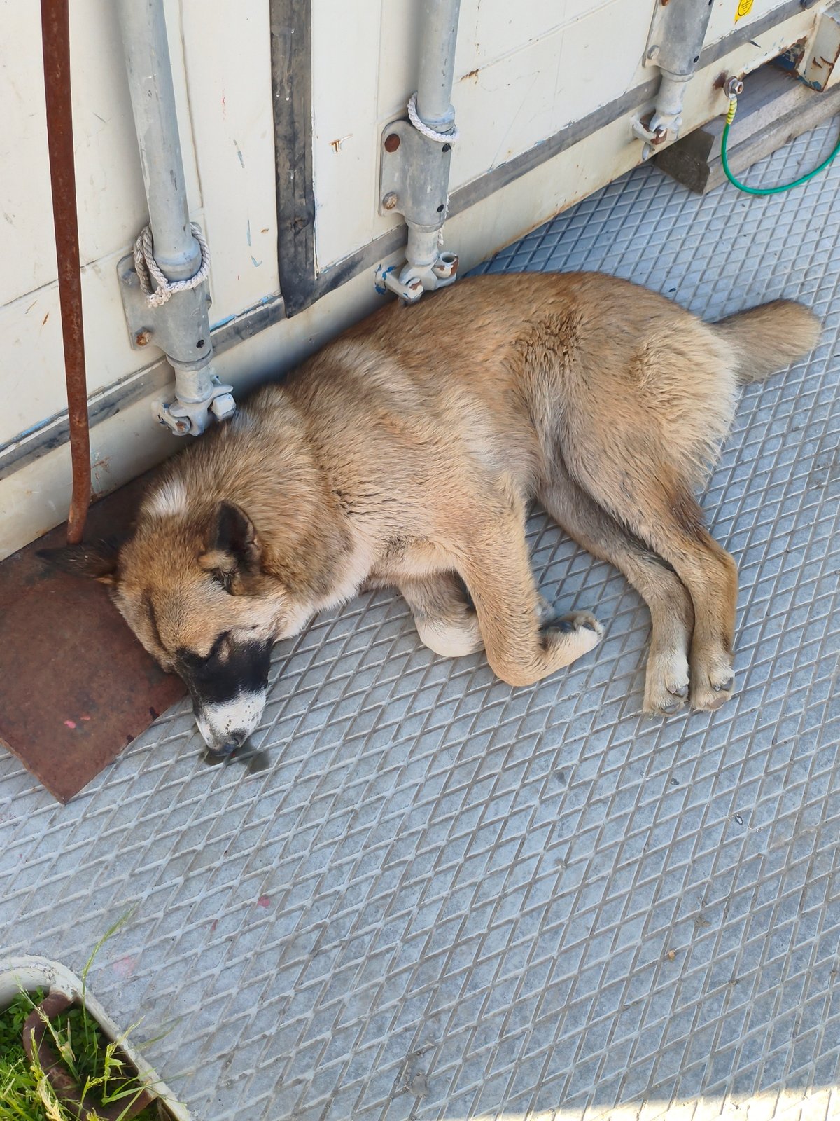 Dog resting on its side across two angles, Russia