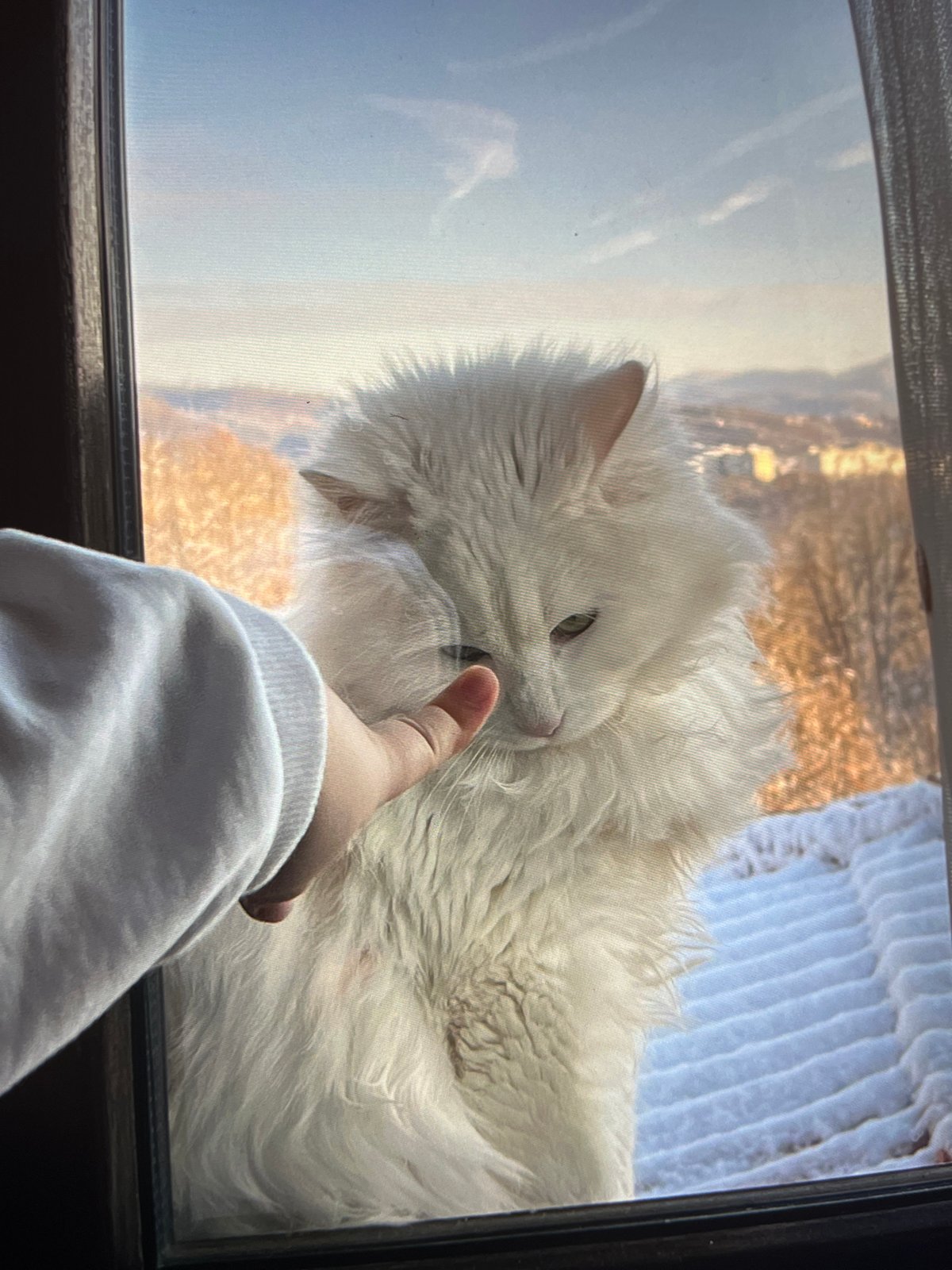 Person interacts with white cat through window near snowy shore
