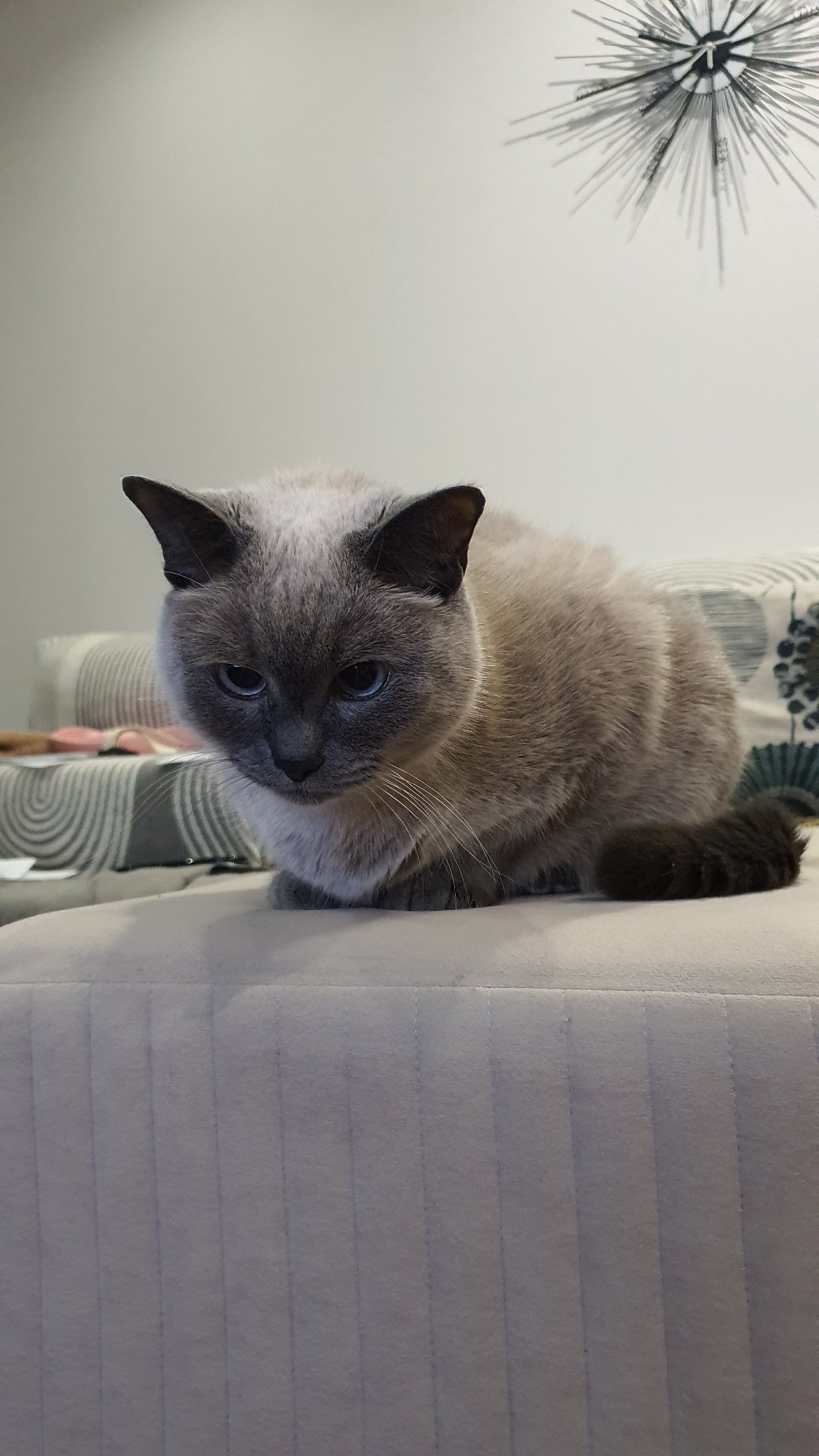 Siamese cat lounging around a Krasnoyarsk apartment
