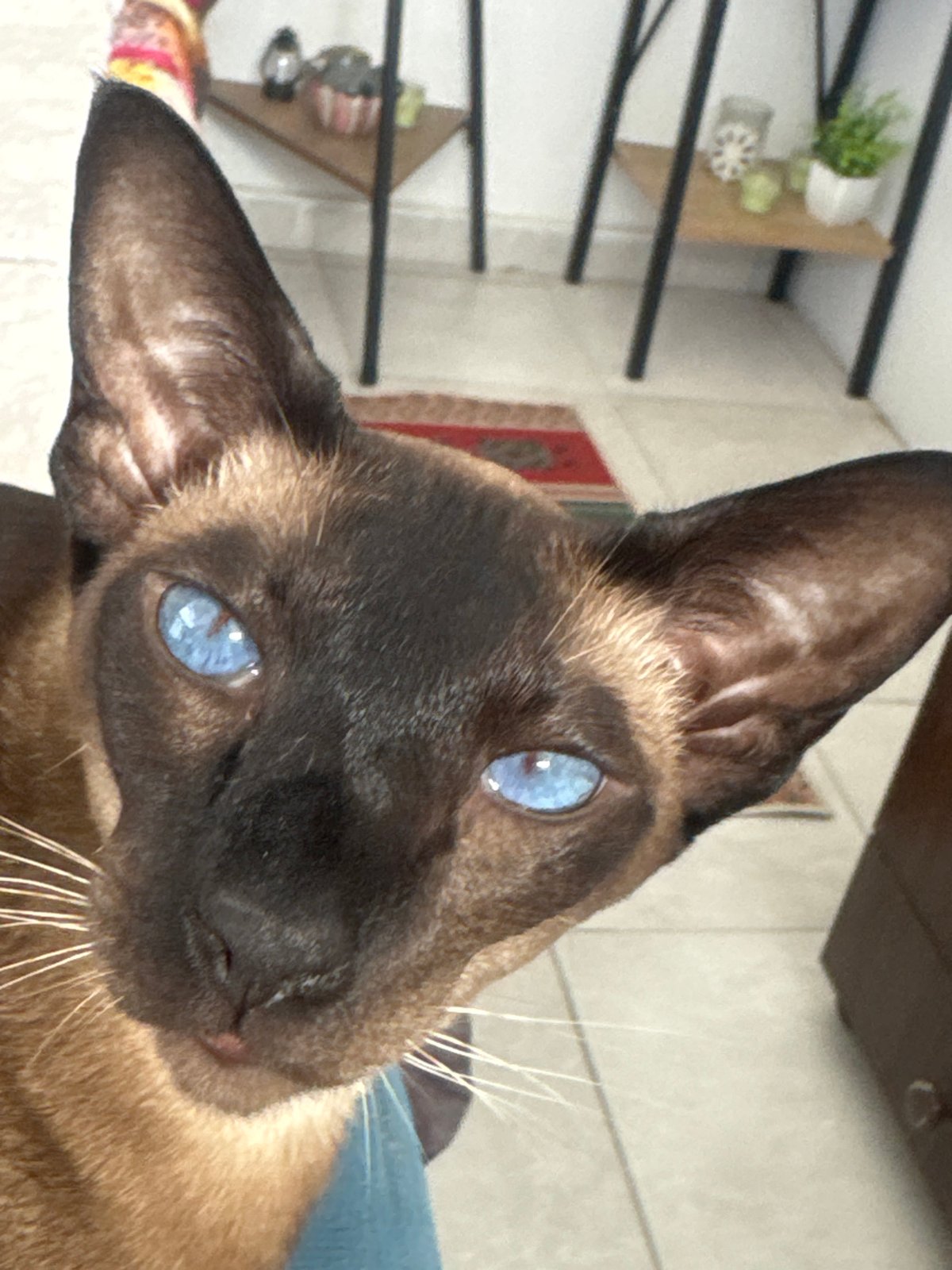 Siamese cat documented in quiet morning moments at Ramat Gan home