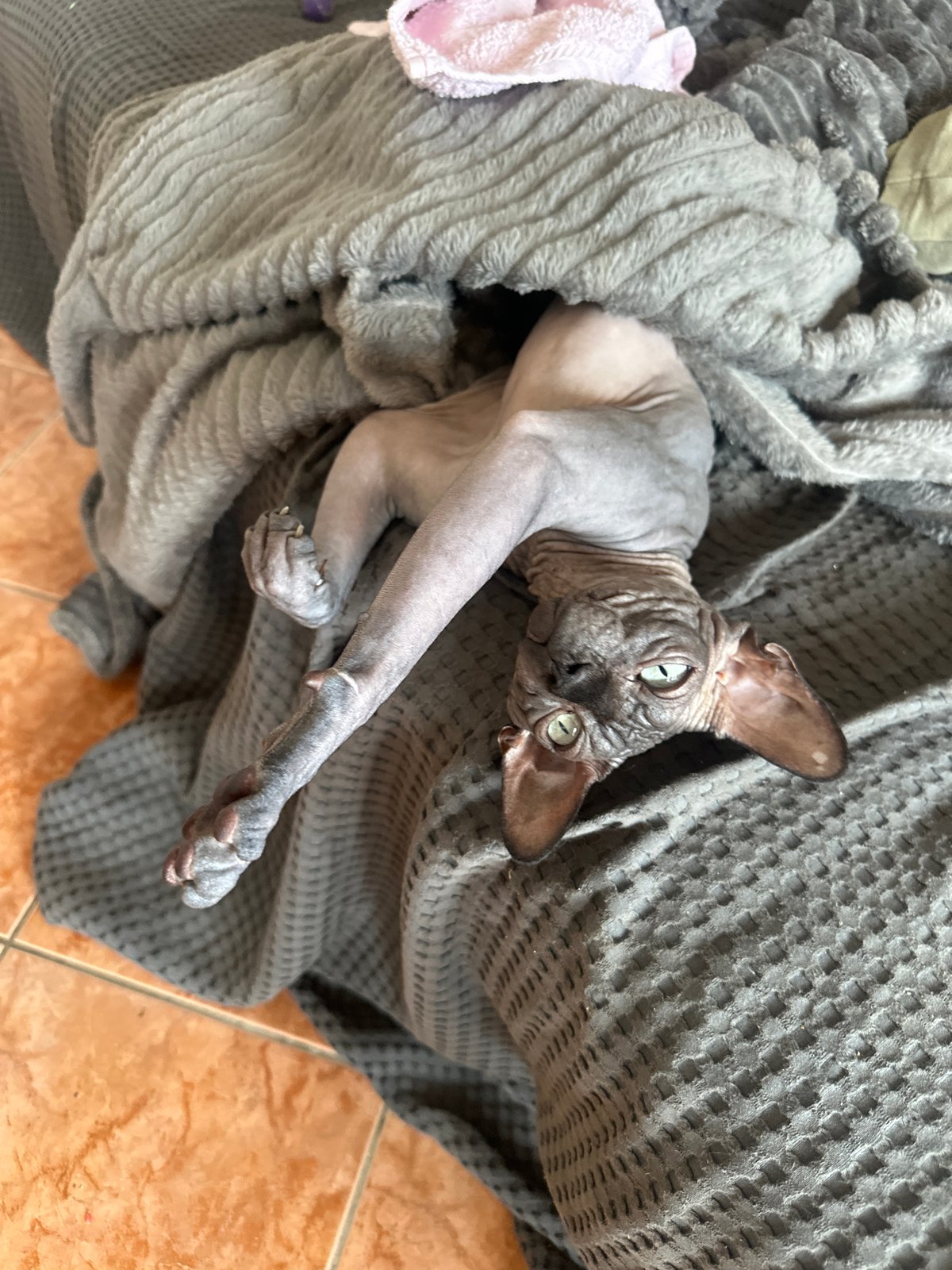 Sphynx cat on a gray blanket, Budva