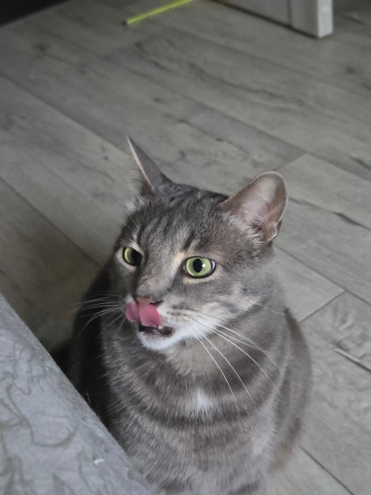 Grey tabby cat documented in quiet domestic moments
