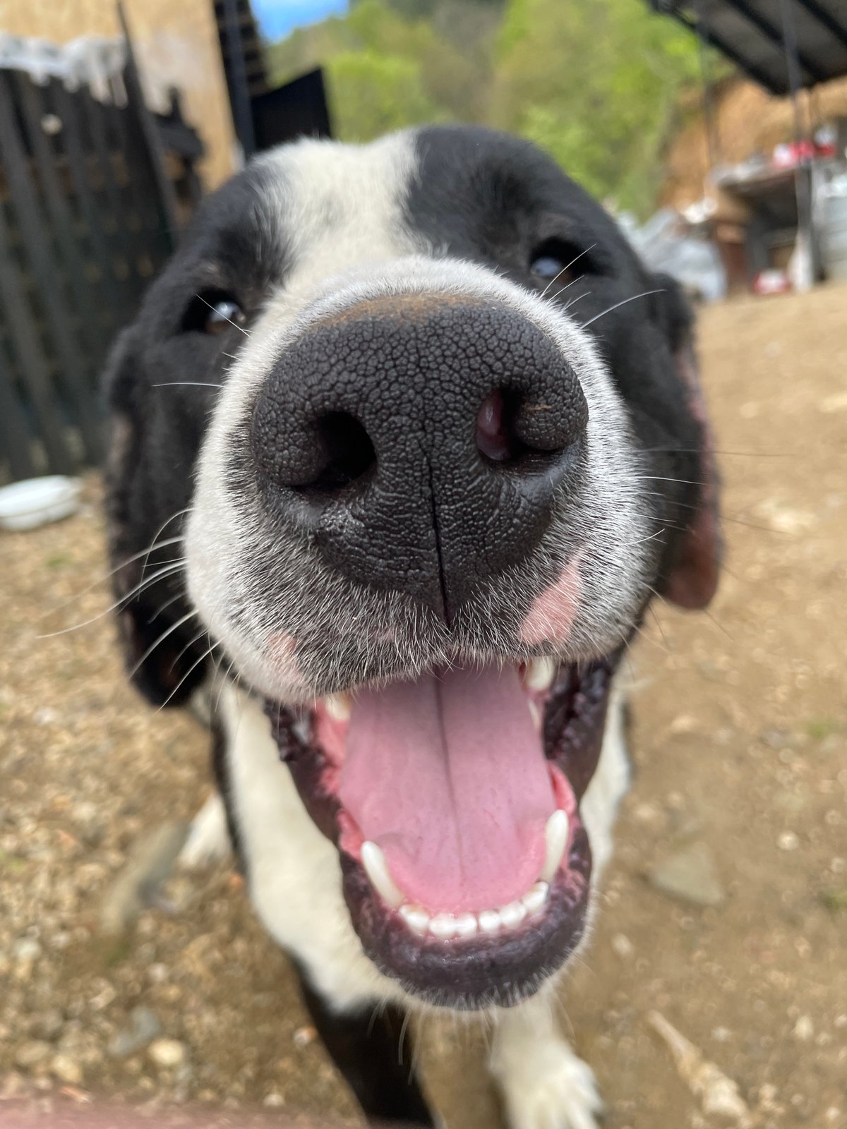 Dogs documented in rural Bulgaria during afternoon encounter