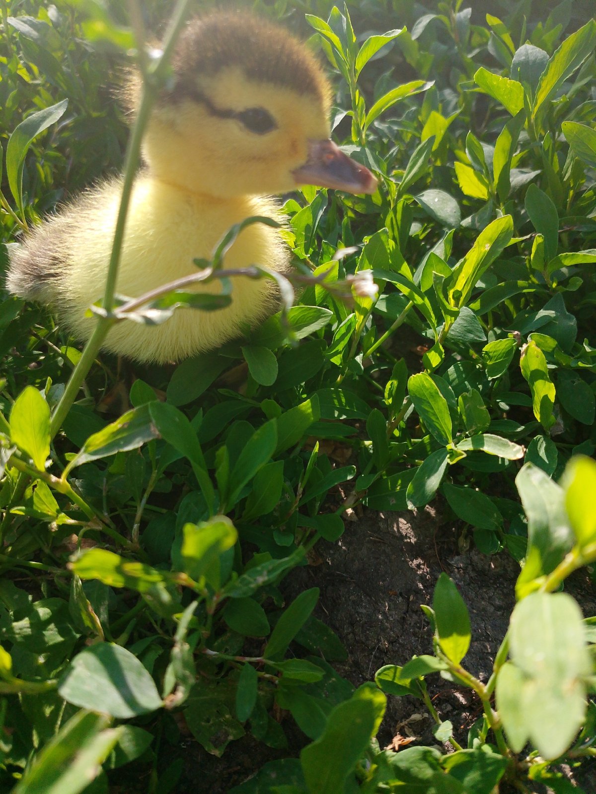 Farm animals observed in rural setting during afternoon