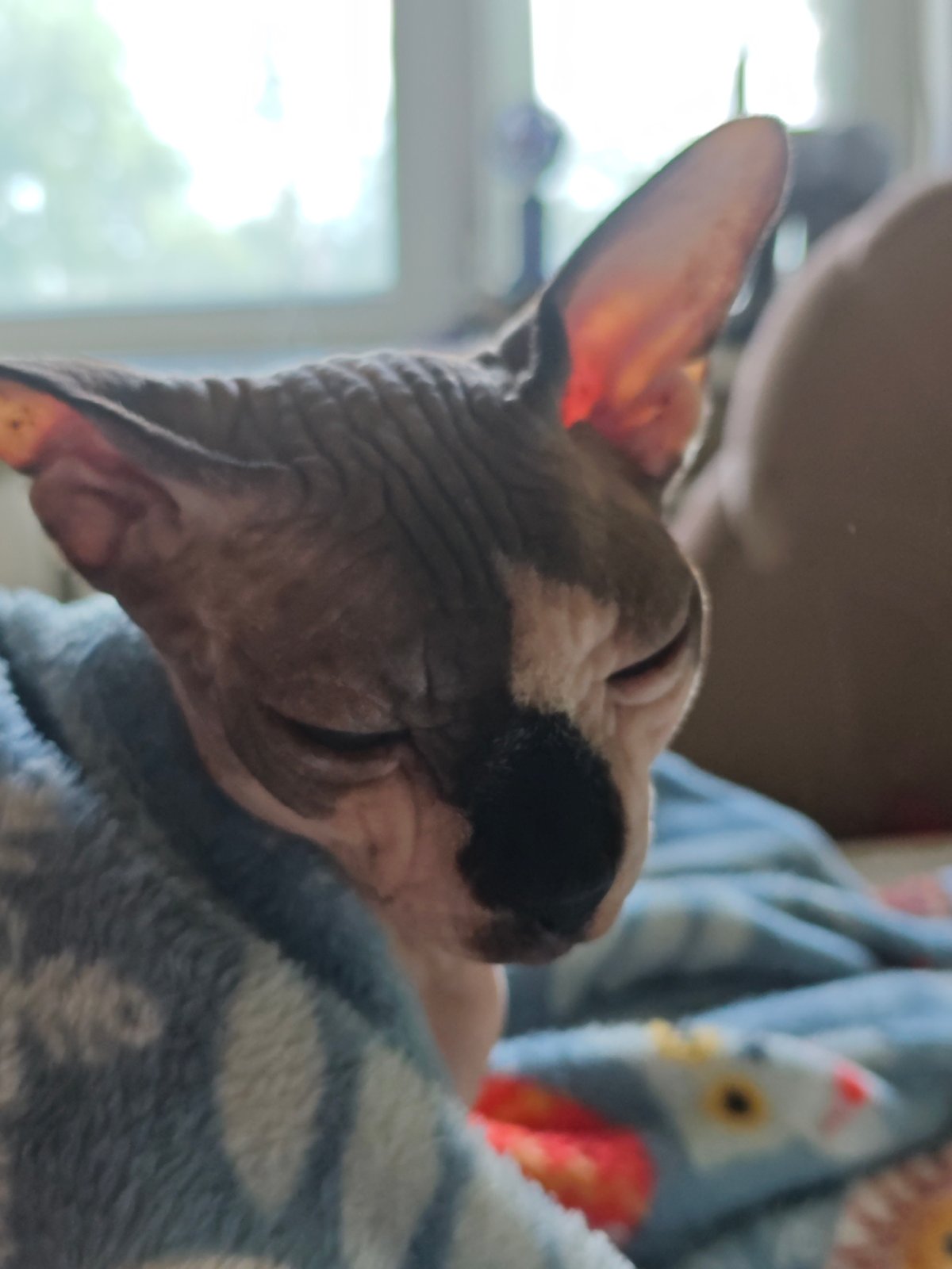 Sphynx Cat Sleeps Peacefully in Patterned Blanket in Russia