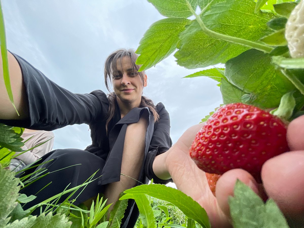 Strawberry picking and a stroll through a Russian field