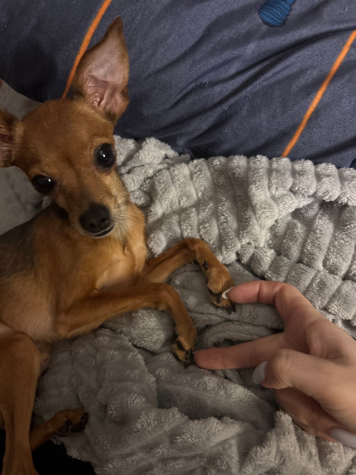 Small dog enjoys quiet evening in Chaikovsky home