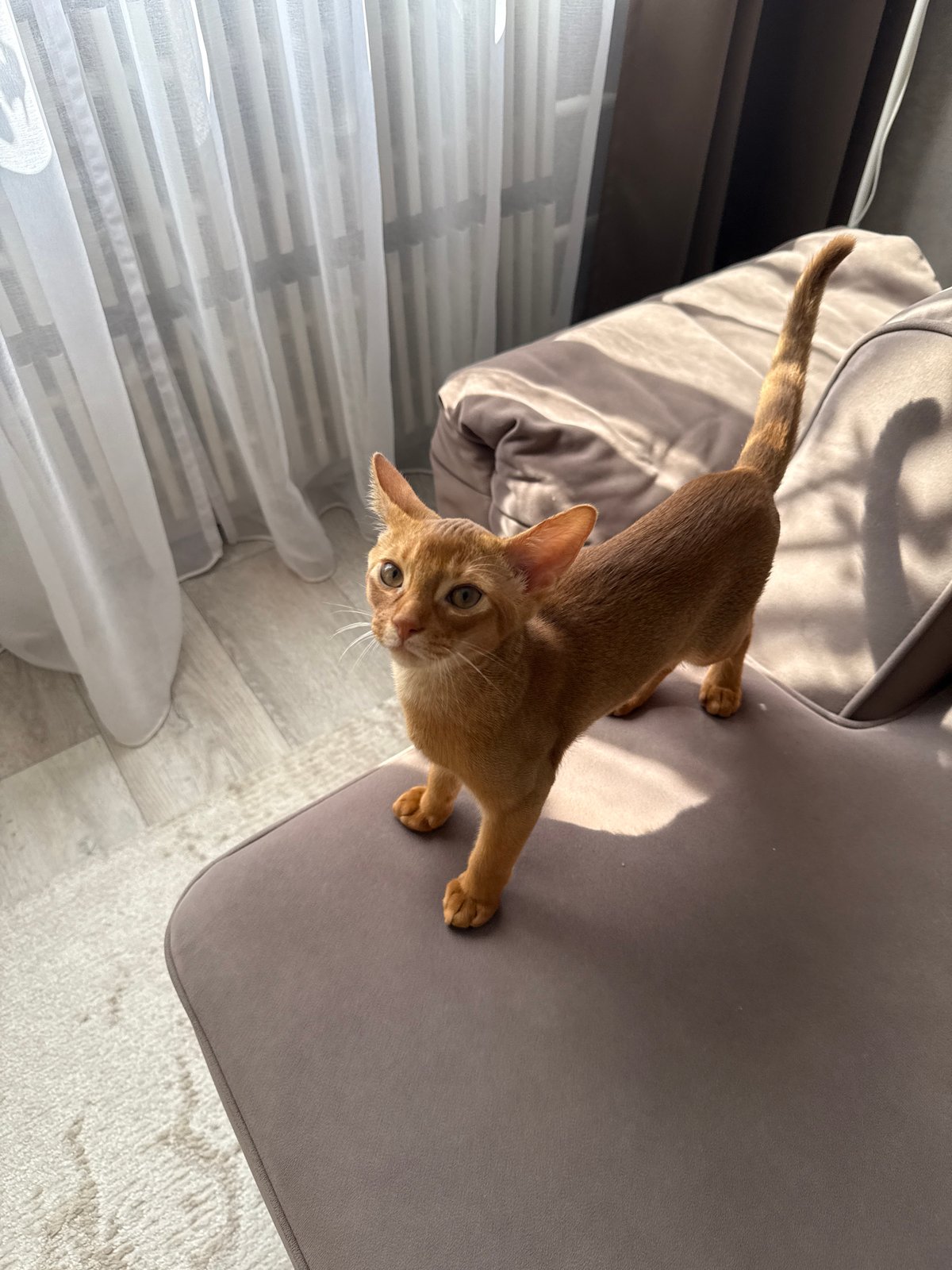 Ginger Abyssinian cat's lazy morning around a Russian apartment