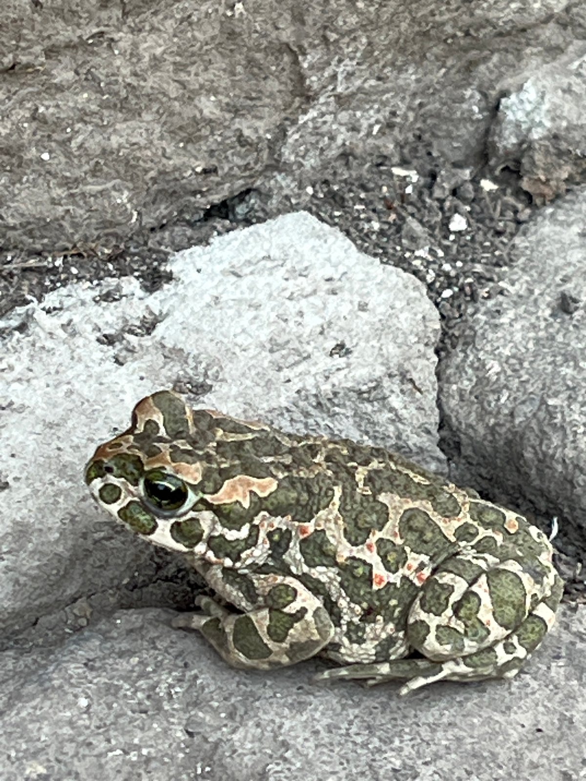Frogs and toads on rocky ground at twilight, Ilavche