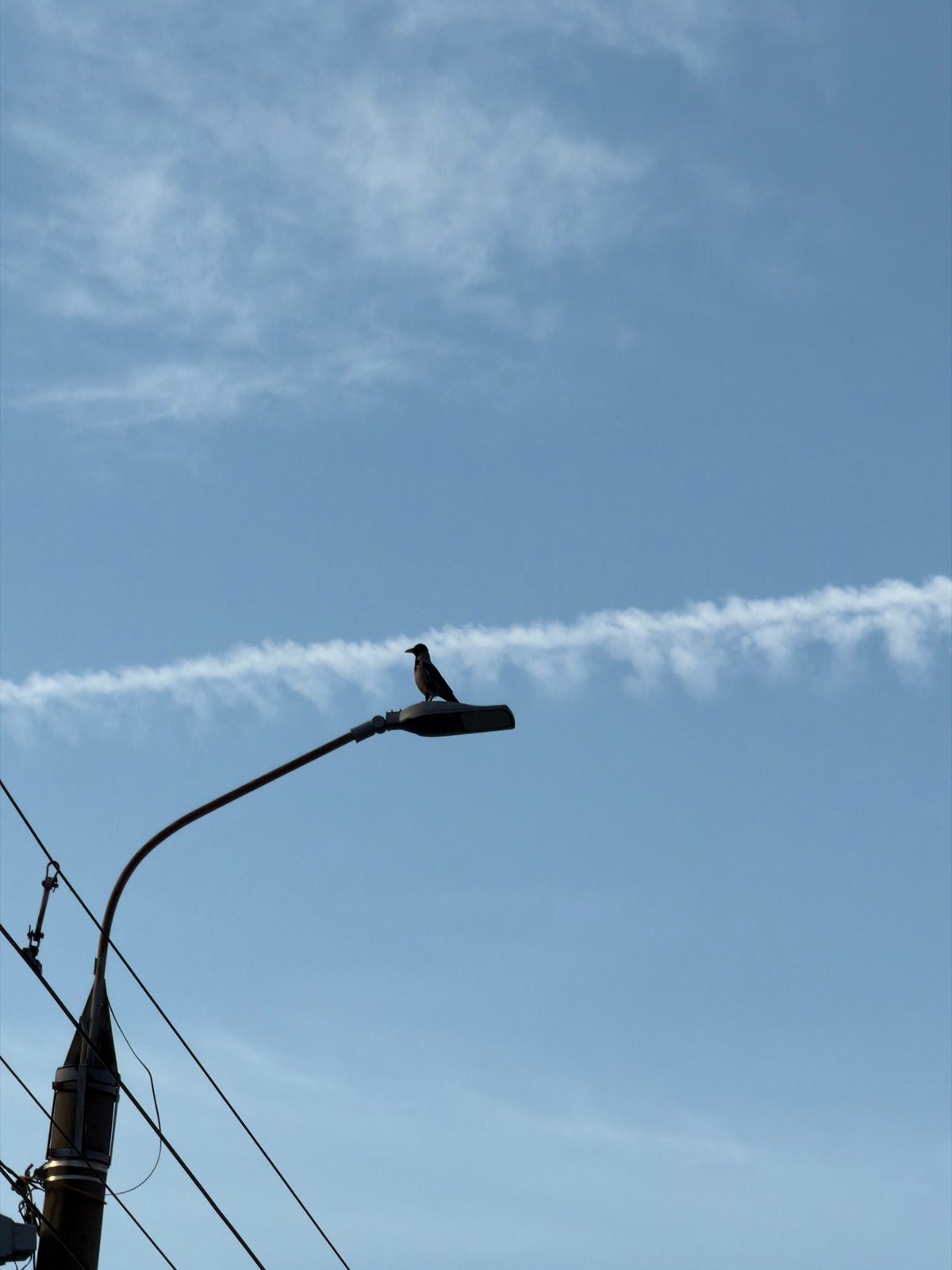 Everyday moments captured around Izhevsk: bird, car details, dashboard
