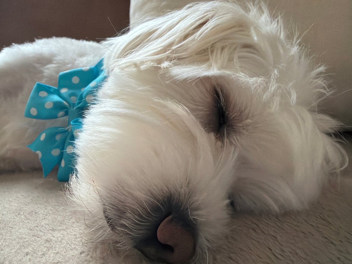 Fluffy white dog with polka-dot bow sleeps peacefully